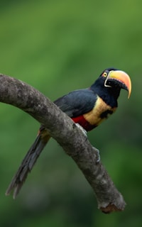 A colorful toucan perches on a branch.