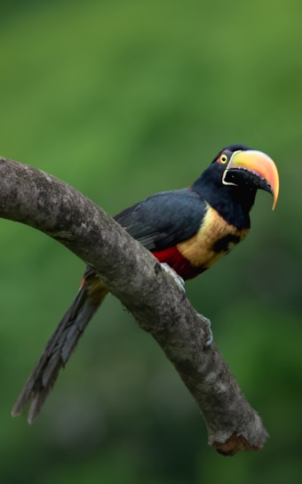 A colorful toucan perches on a branch.