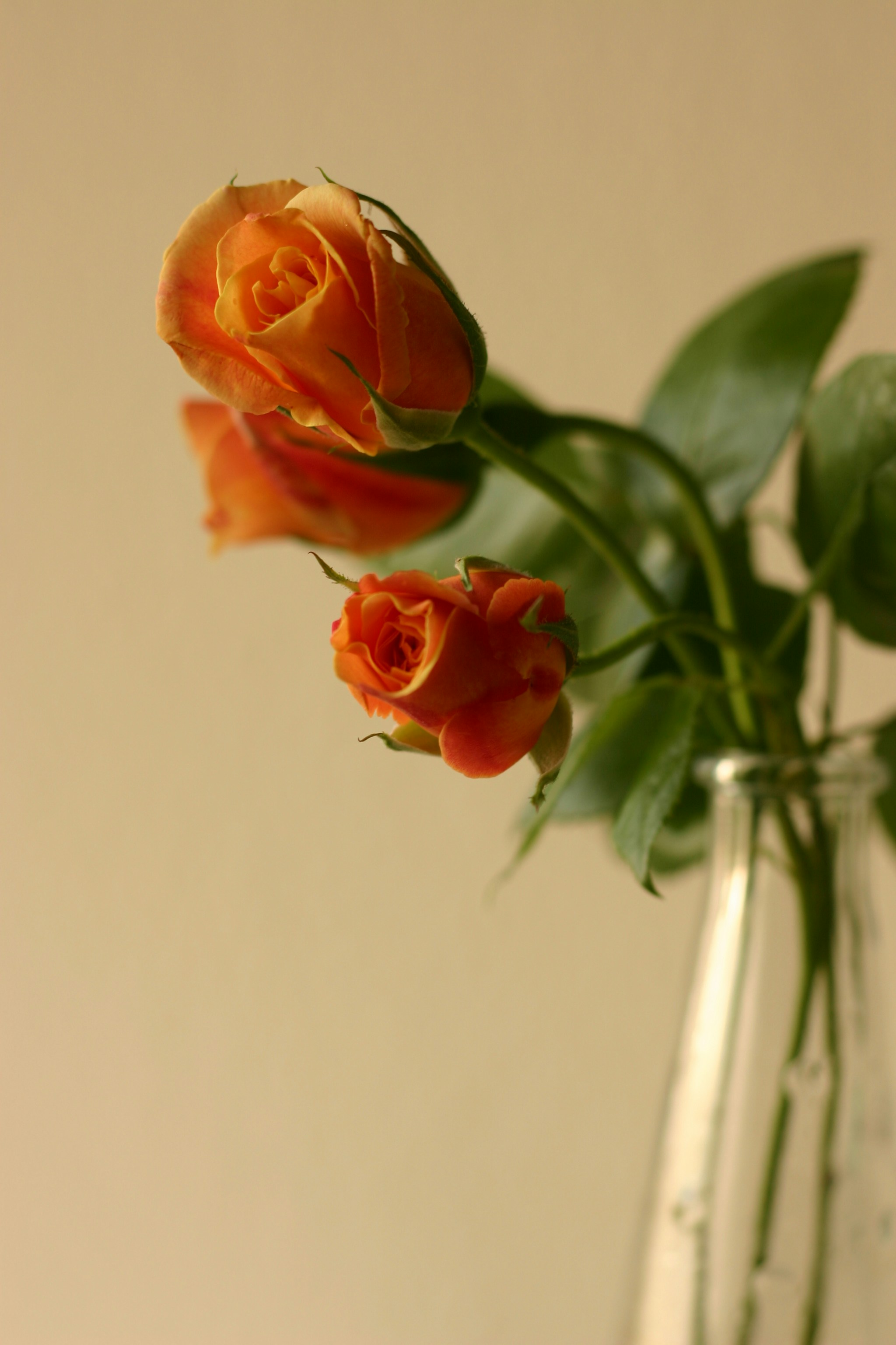 Photo by venczakjanos