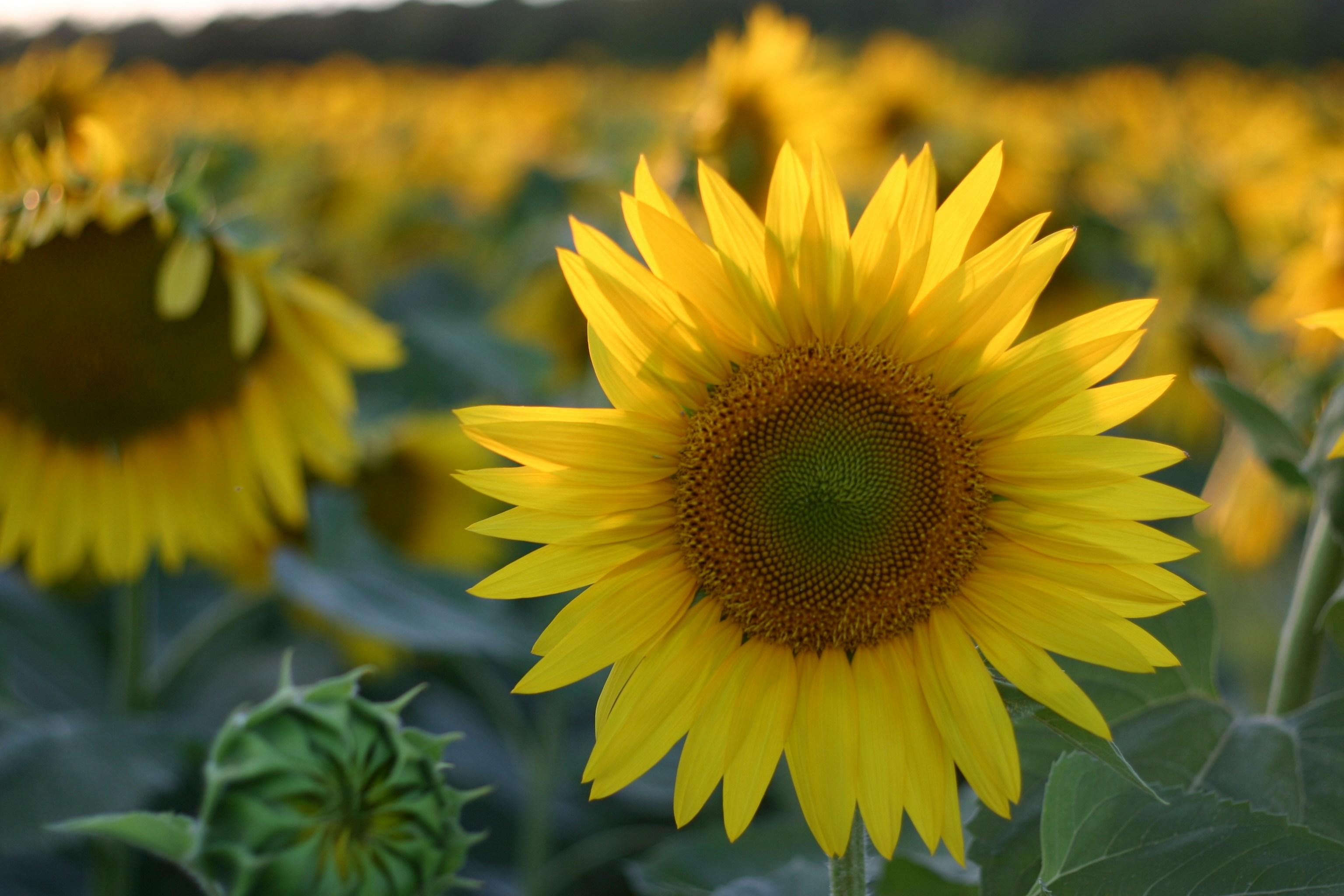 Photo by venczakjanos