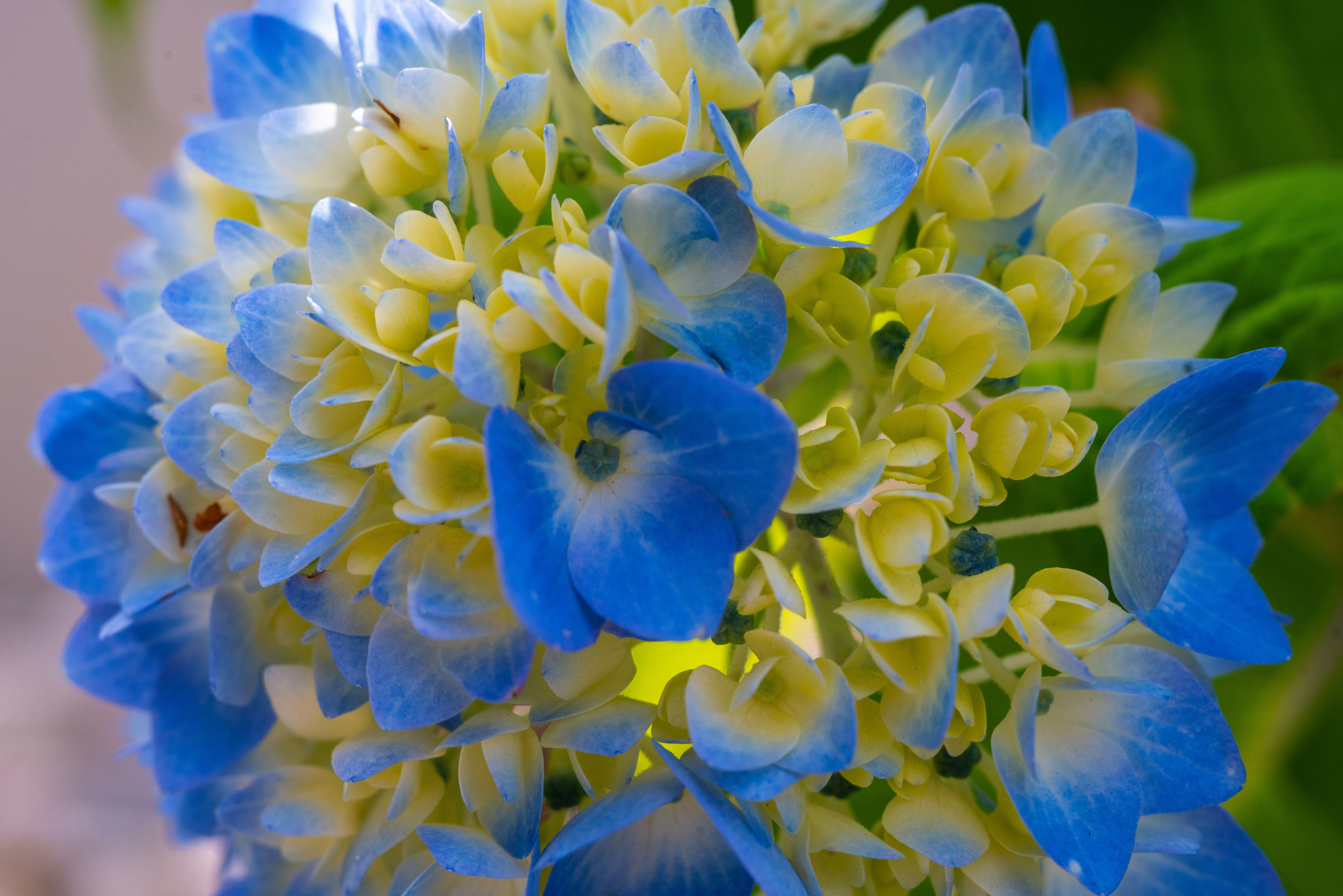 Vibrant blue and yellow hydrangea blooms.