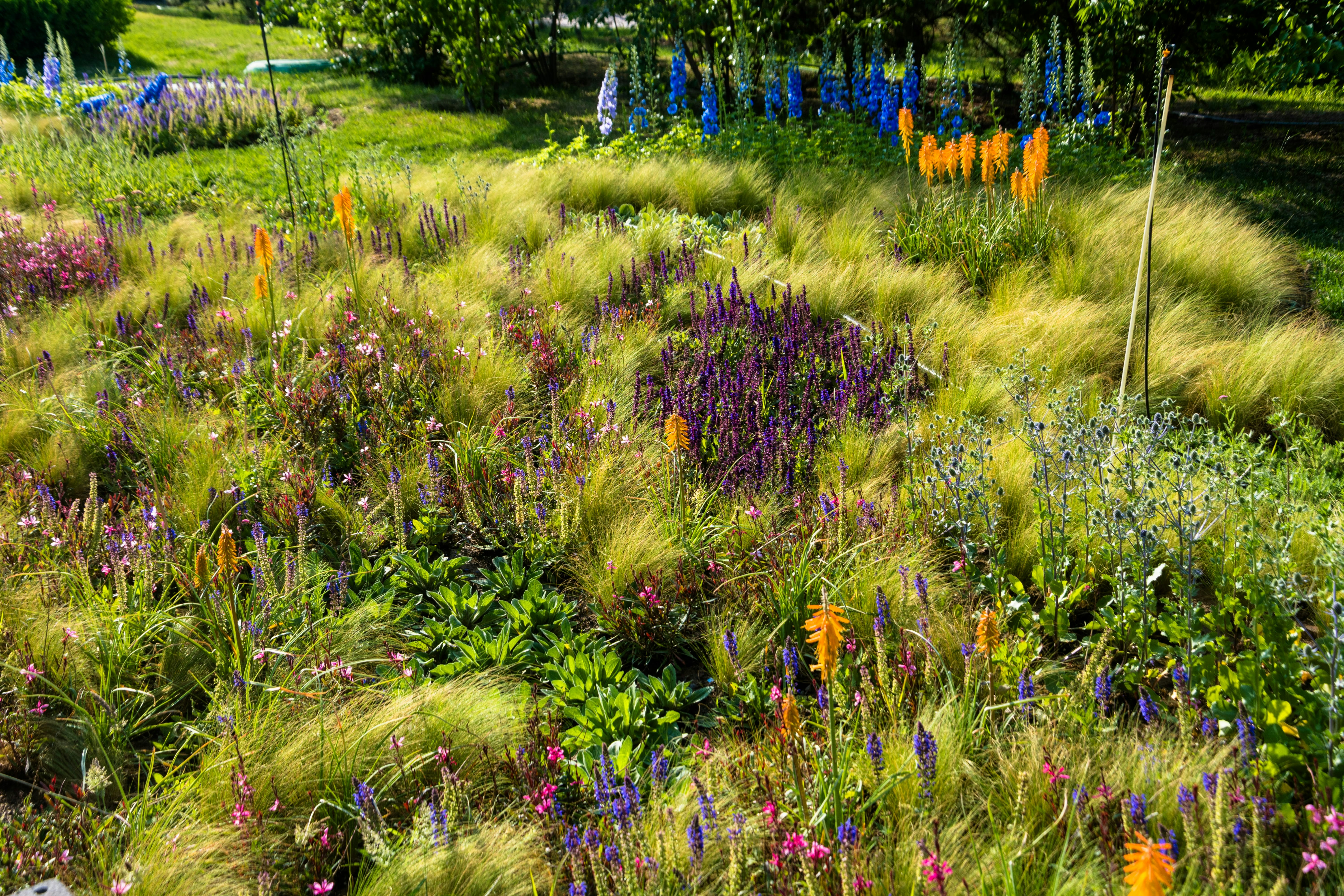 Colorful flowering plants and grasses grow in a garden.