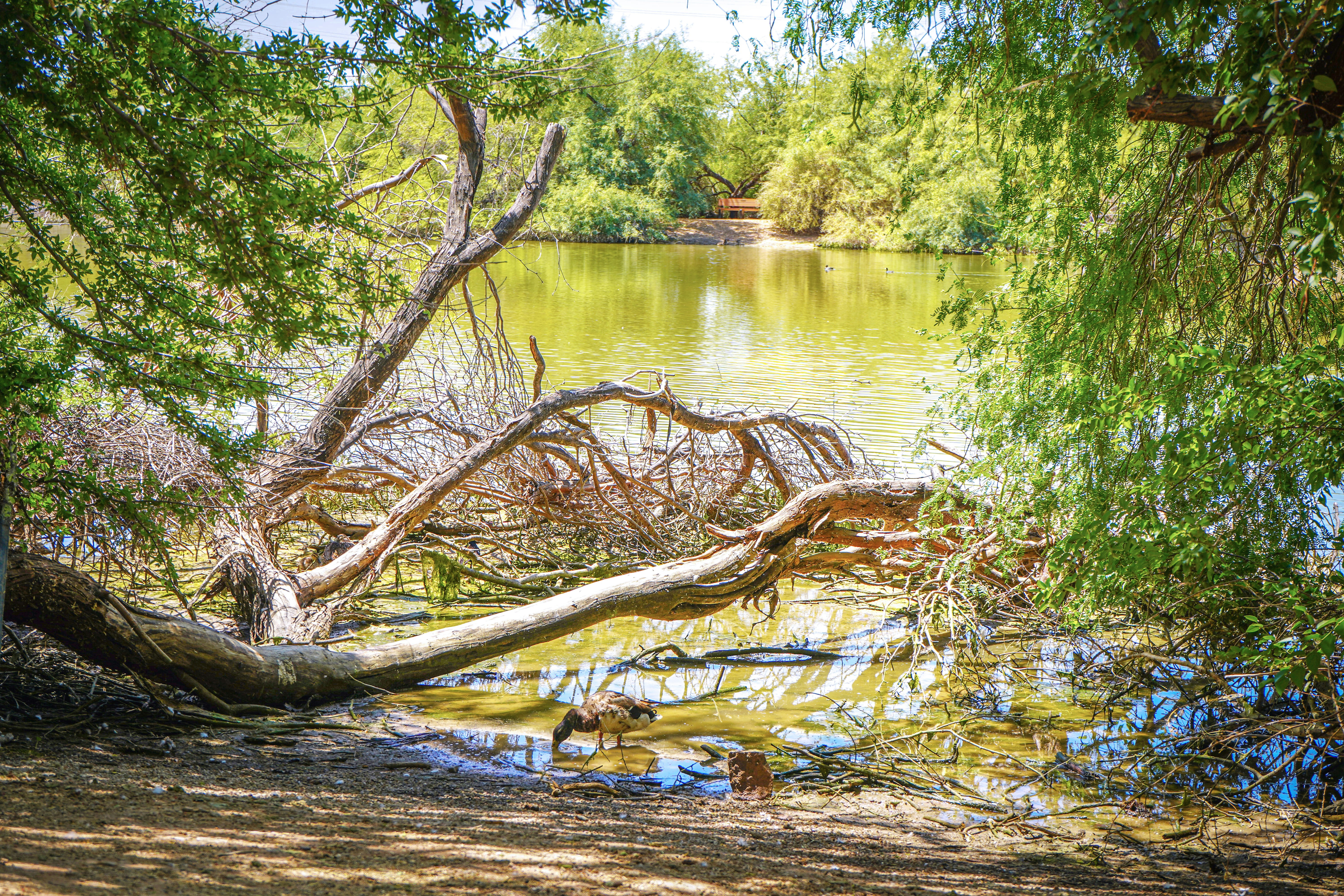 A peaceful lake is surrounded by lush trees.