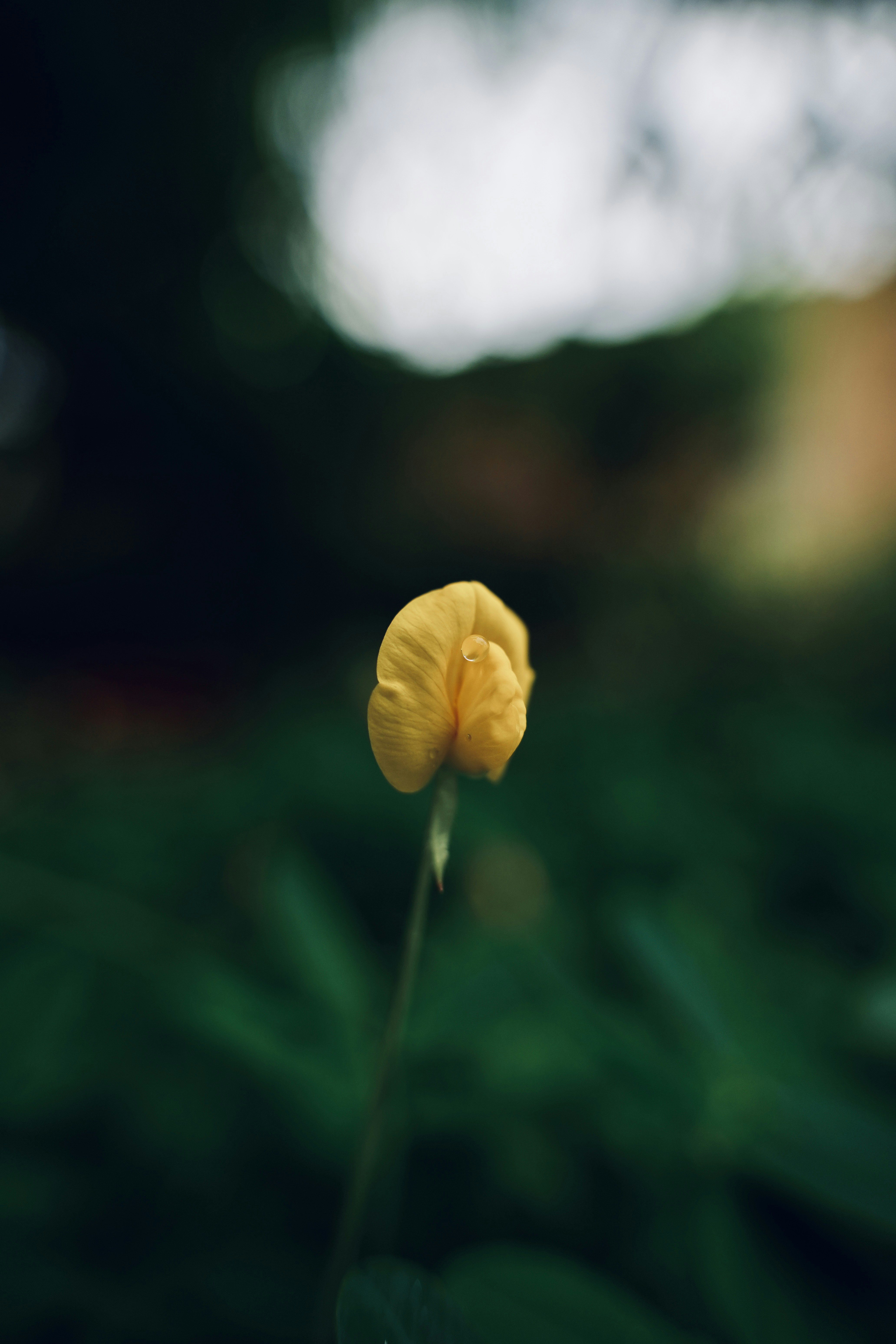 Eine kleine gelbe Blume sticht hervor.