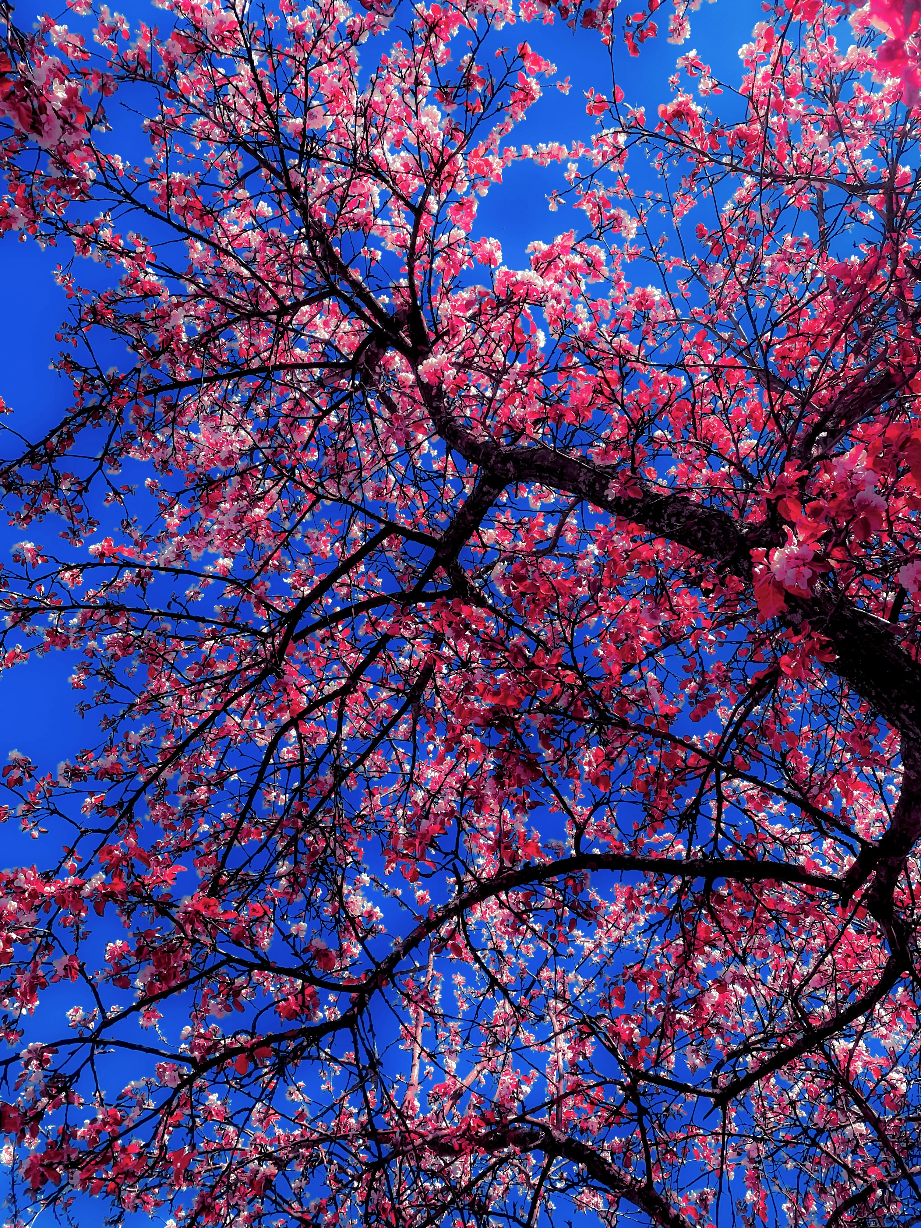 Pink blossoms bloom against a vibrant blue sky.