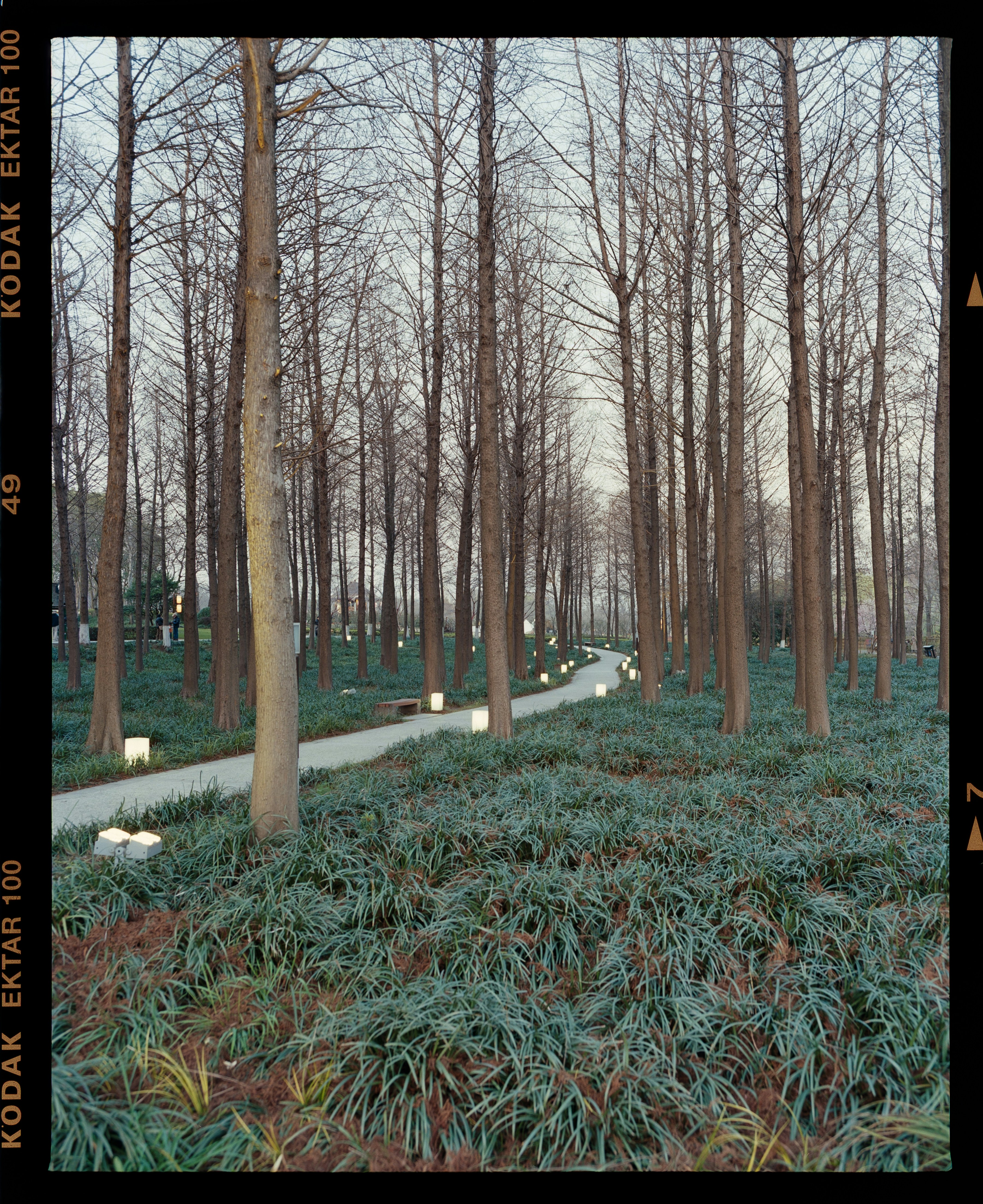 Des arbres bordent un chemin à travers un sol verdoyant.