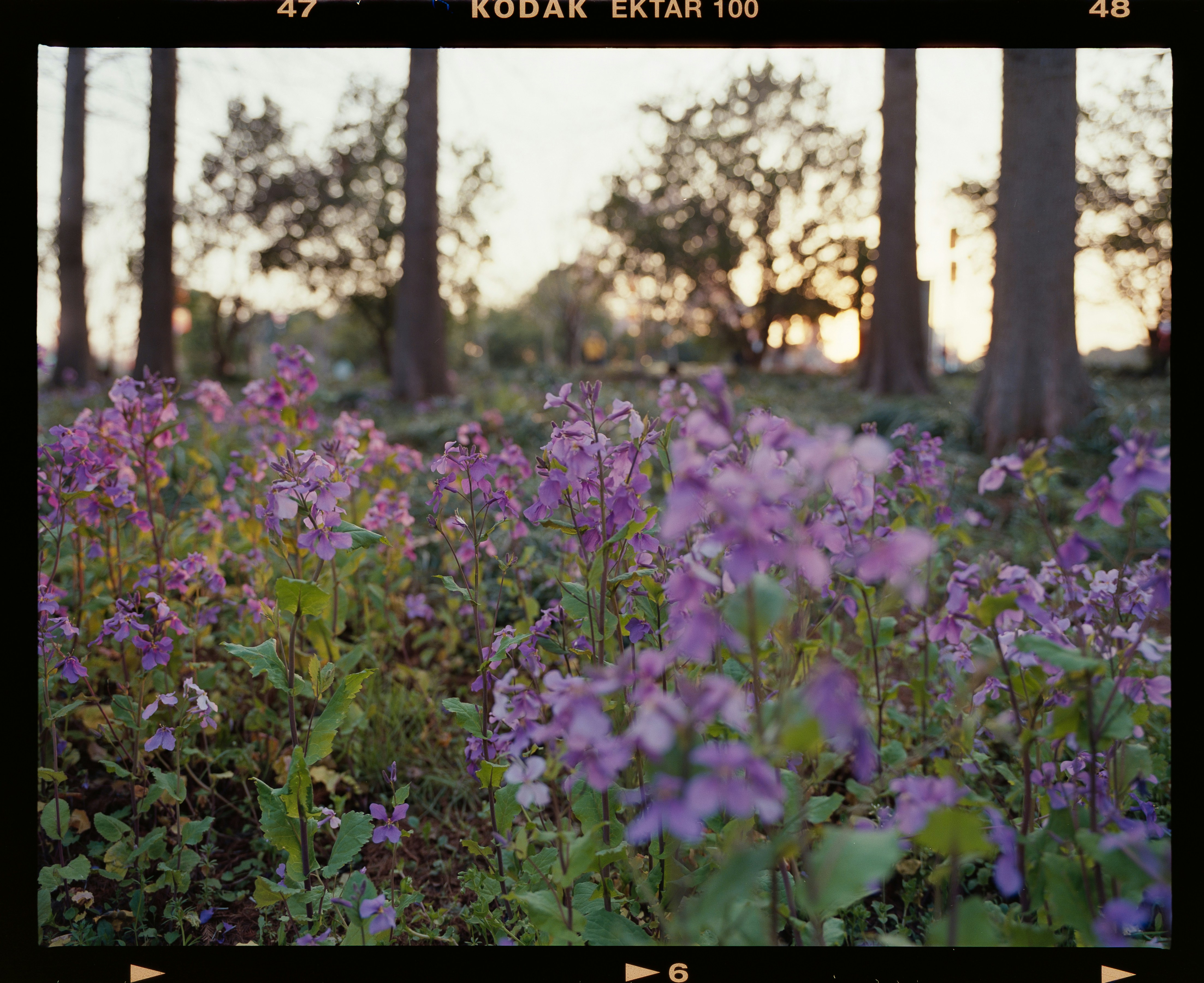 Les fleurs violettes s’épanouissent dans un champ ensoleillé.