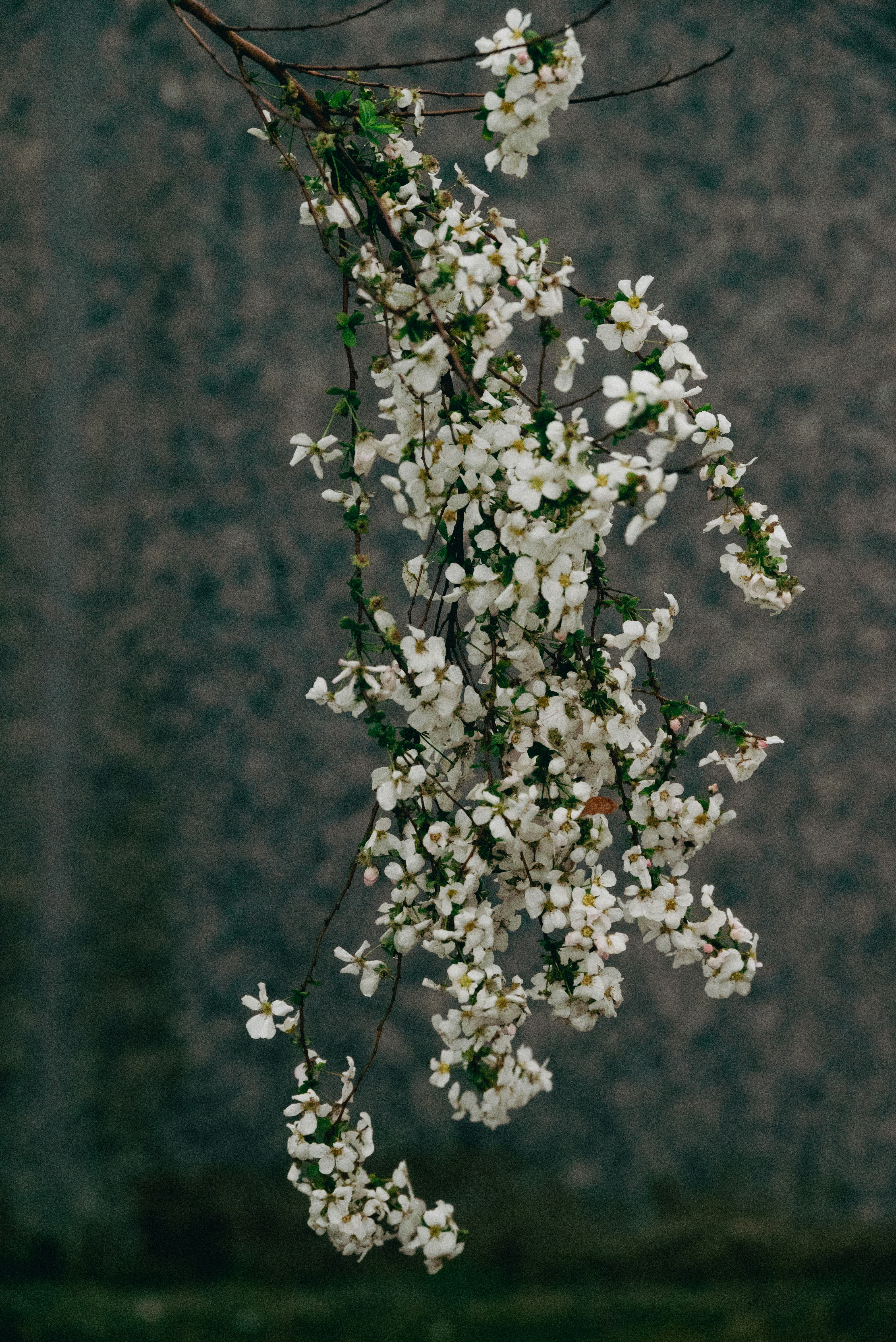 Photo by nikol_royce