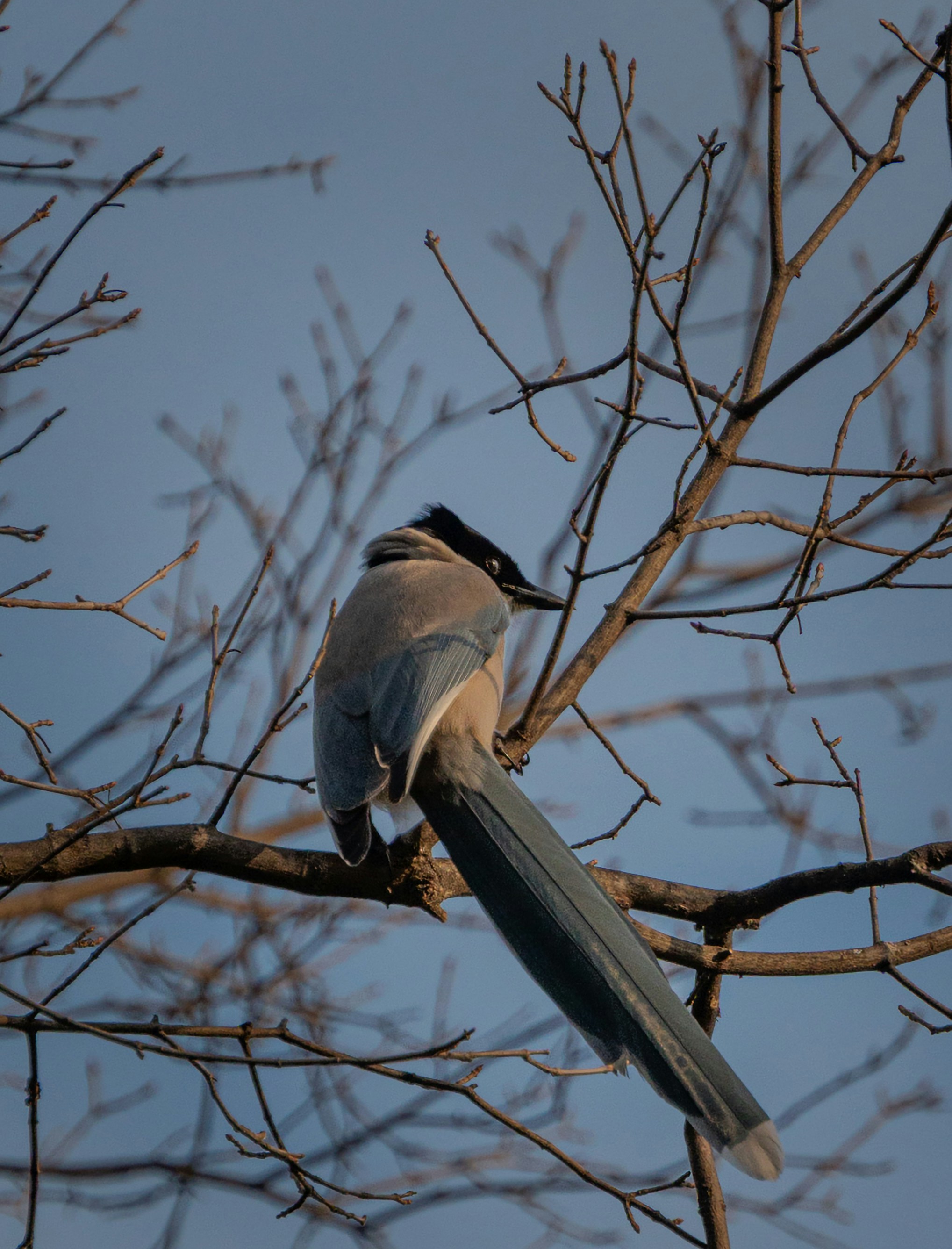 A bird perches on a bare tree branch.