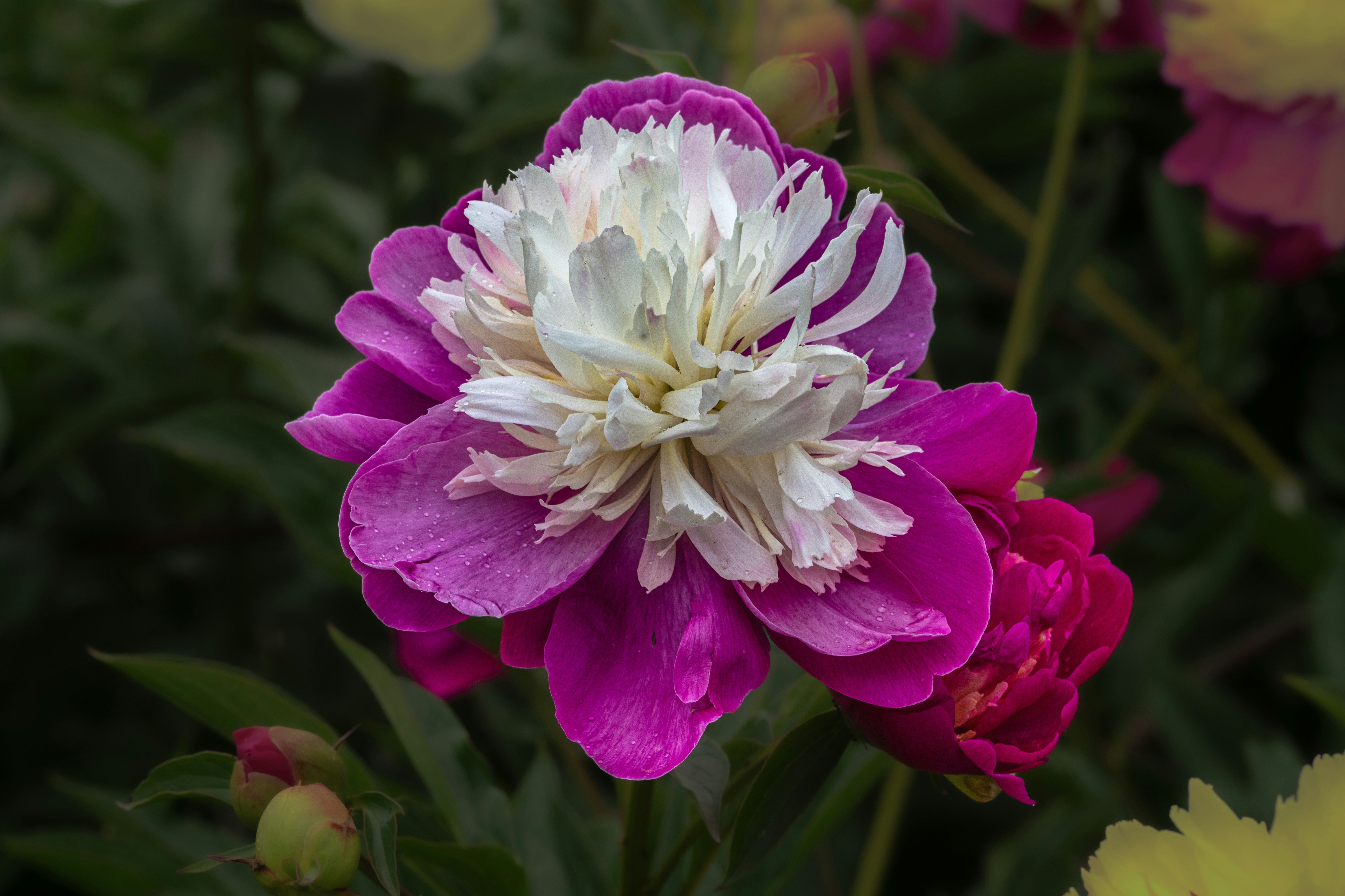 Photo by siegfriedpoepperl