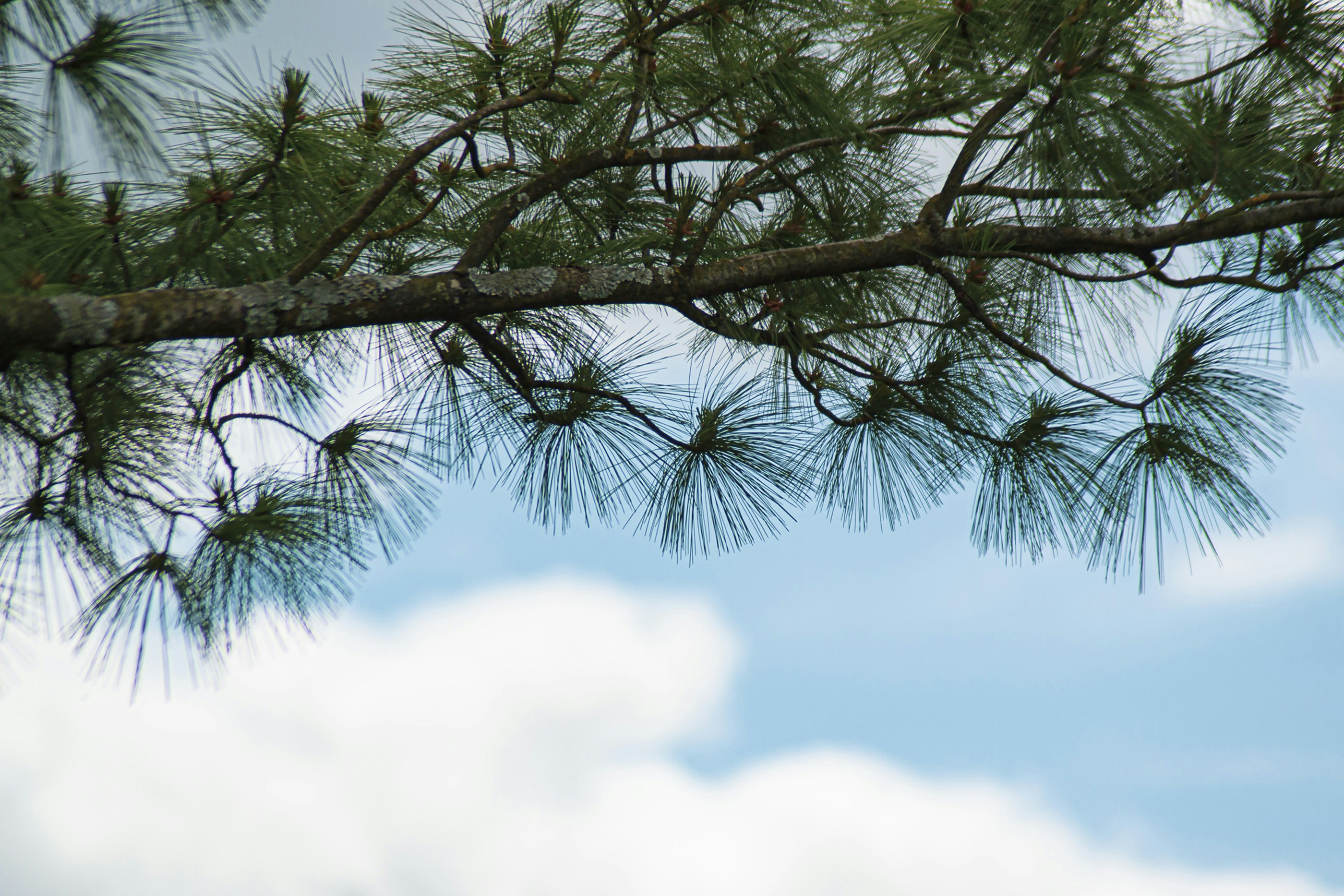 Trivia nights in Provins, France