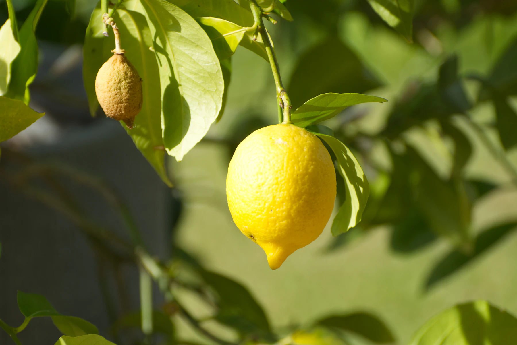 One ripe yellow lemon hanging from a leafy branch beside a small unripe fruit