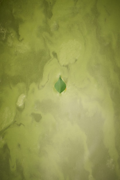 A single green leaf floats on algae-covered water.