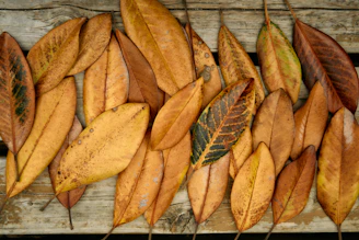 Dried, colorful leaves are displayed on wood.