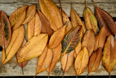 Dried, colorful leaves are displayed on wood.