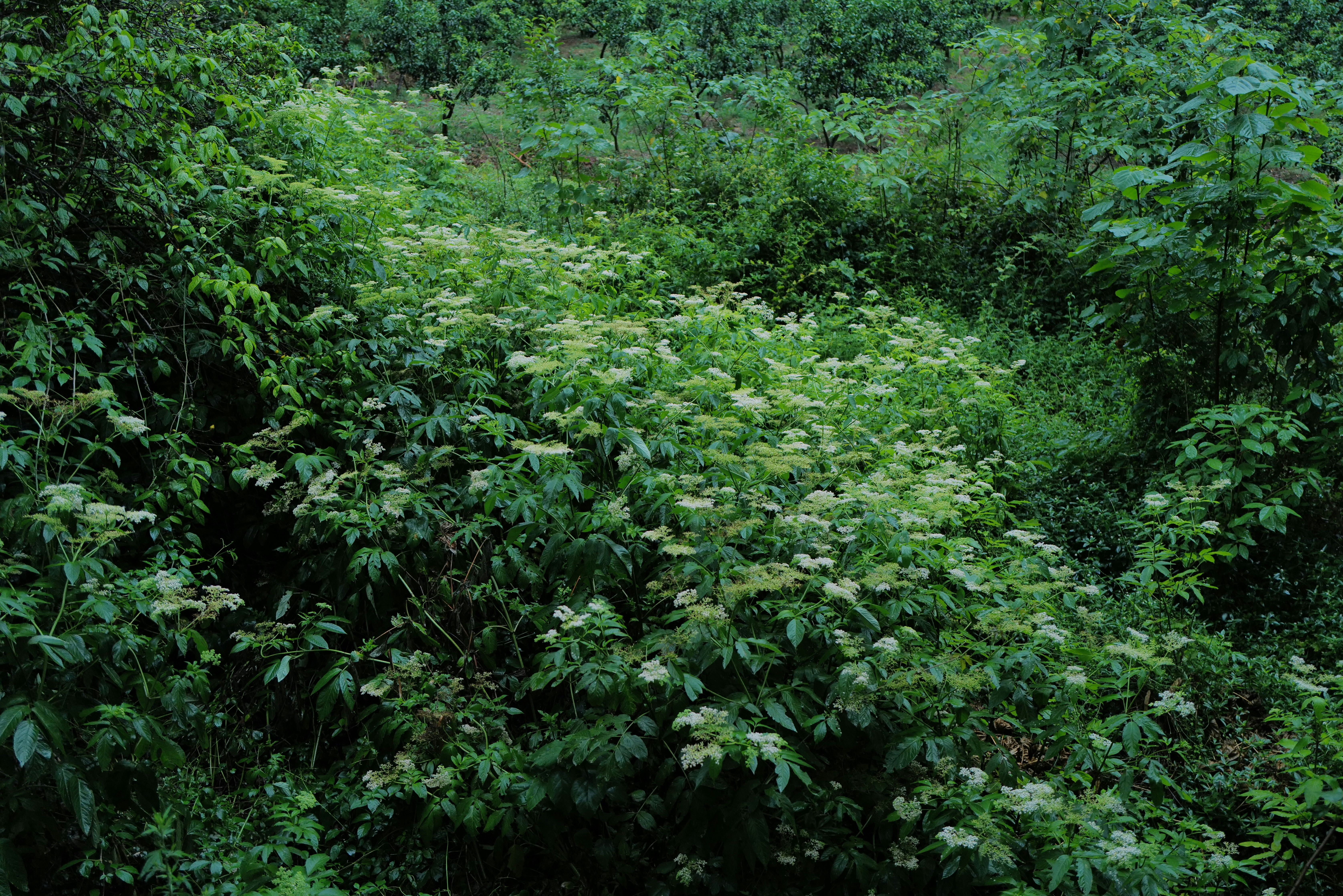 From Friend to Foe: Kudzu’s Unchecked Spread (image credits: unsplash)