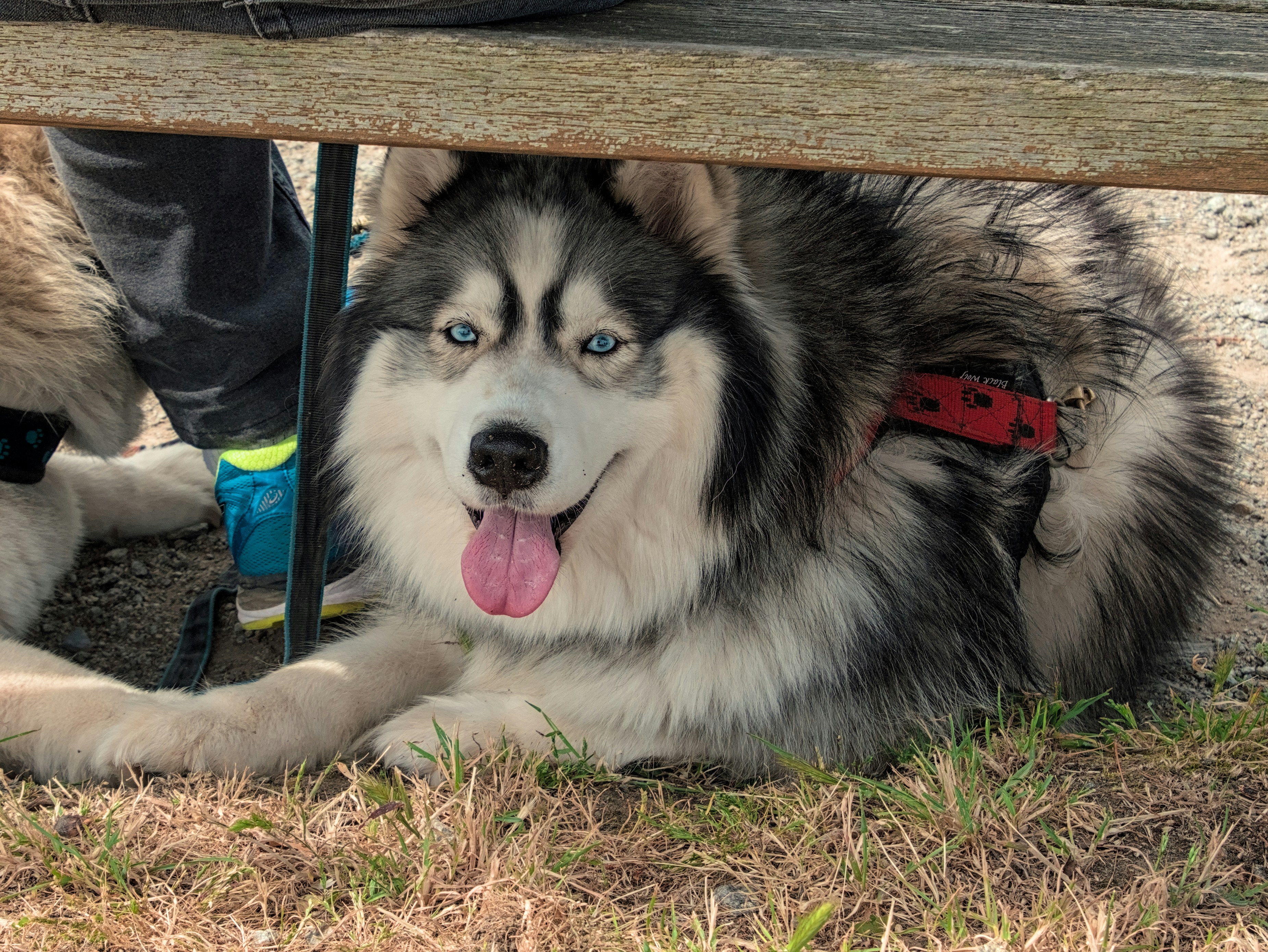 happy husky with bright blue eyes resting under a bench
