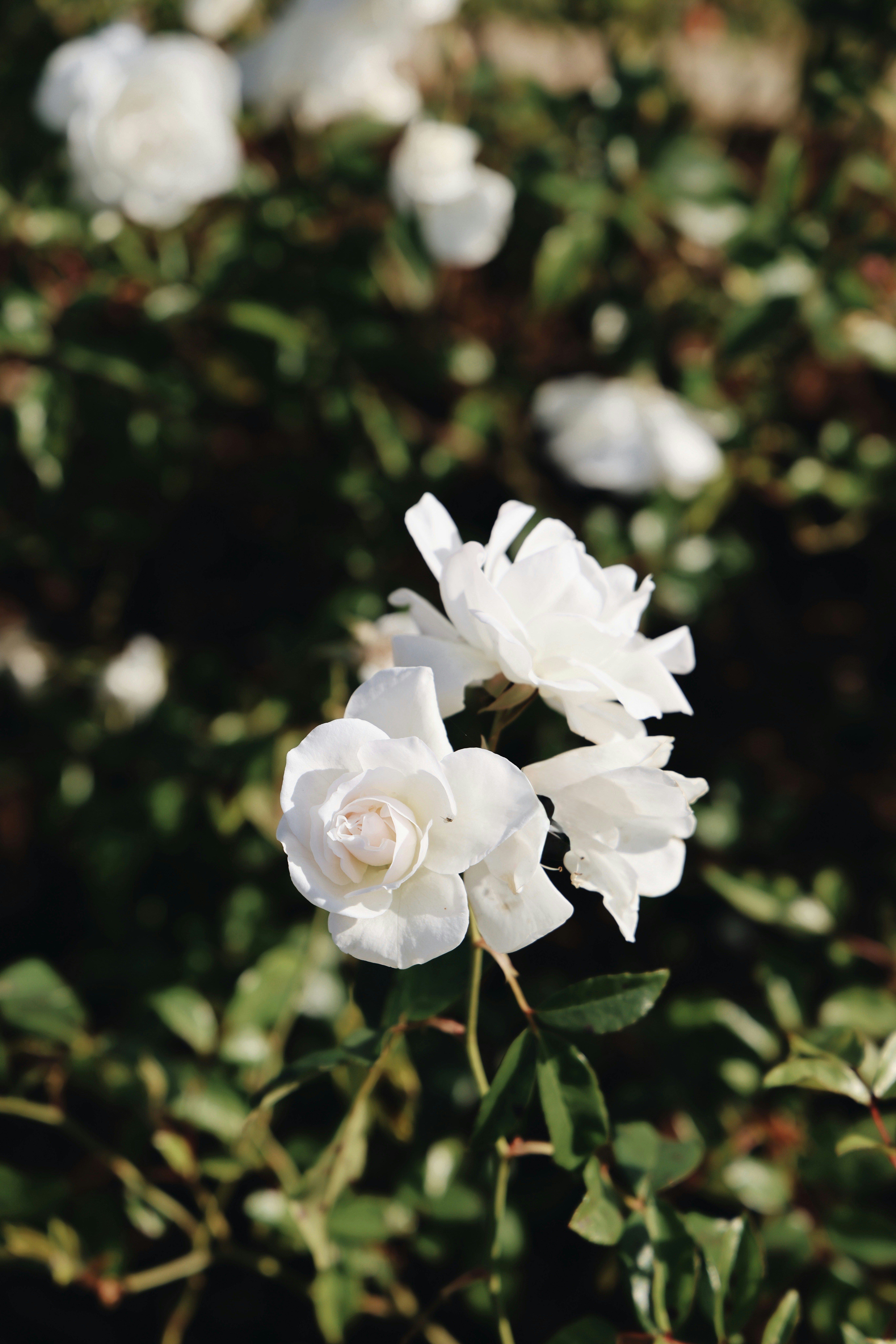 Photo by keziastone18