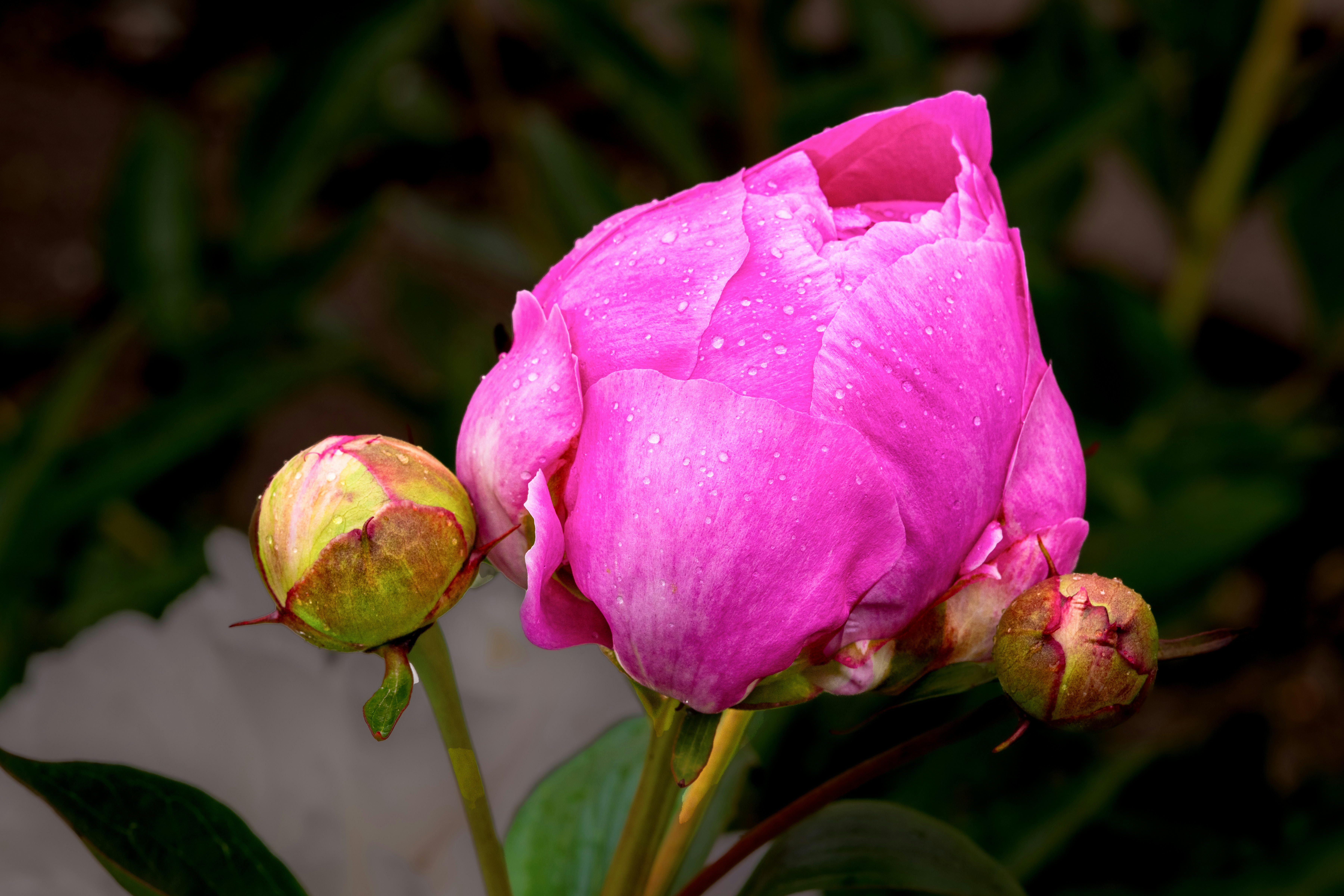 Photo by siegfriedpoepperl