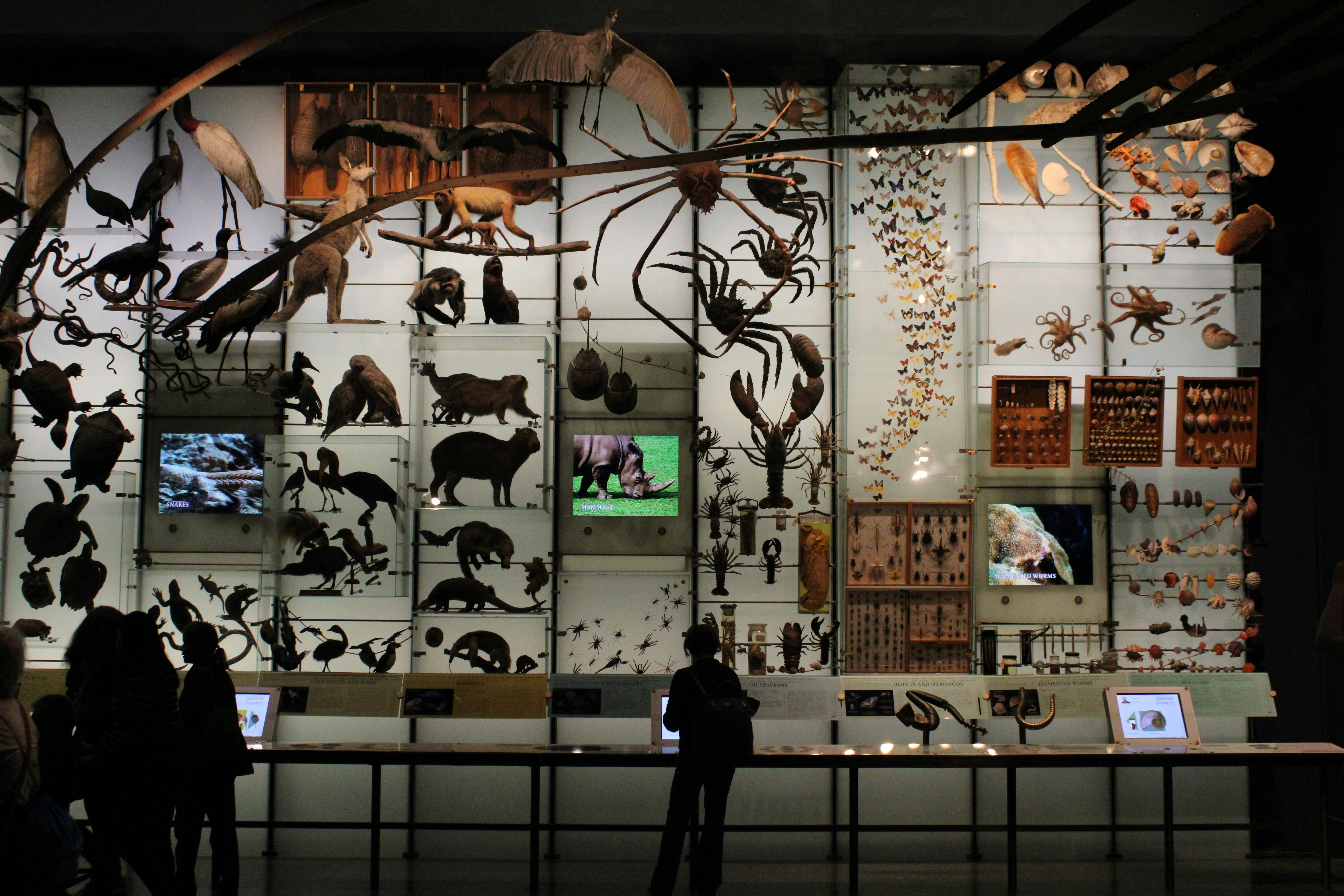 Museum display of animals and insects.