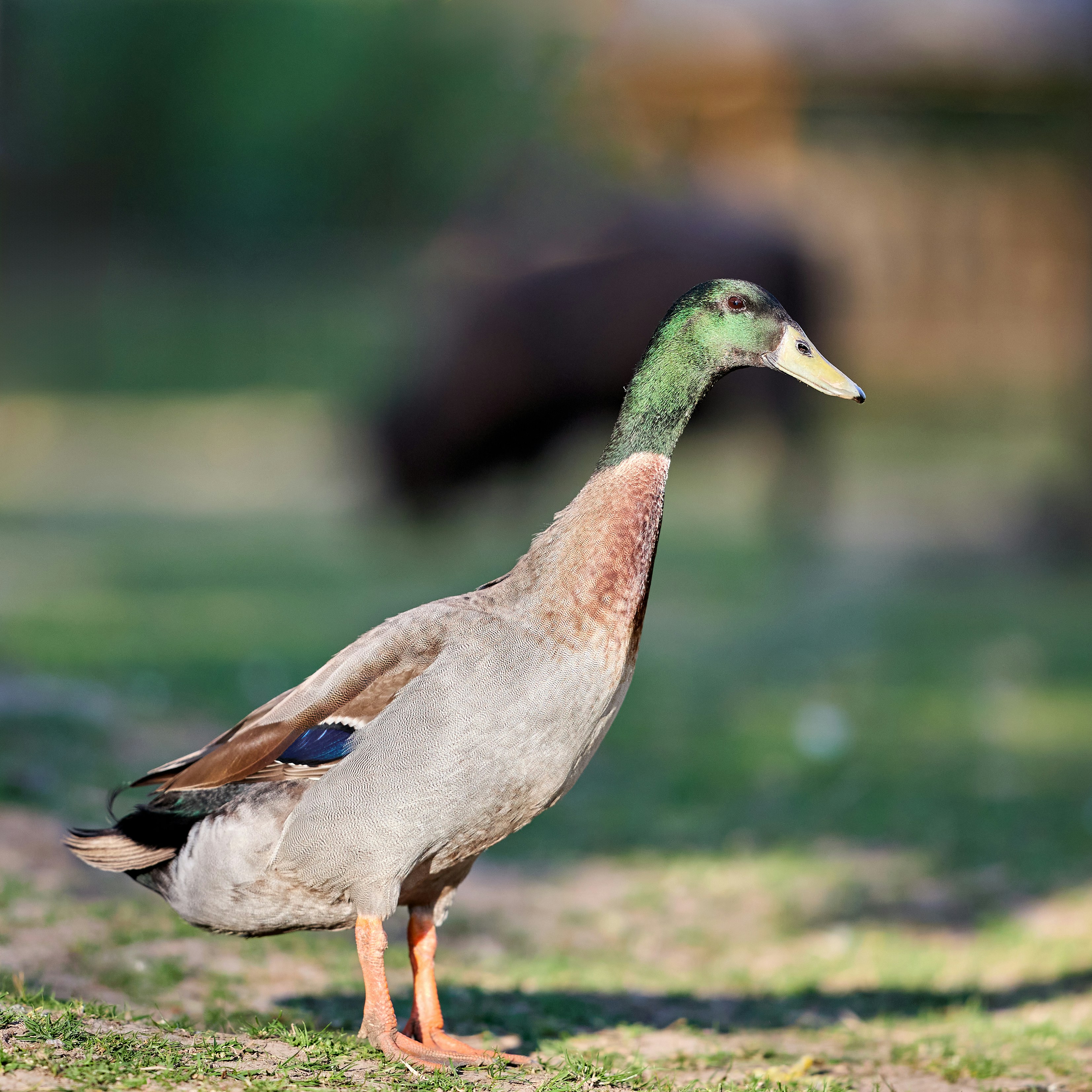 Photo by erwinbosman