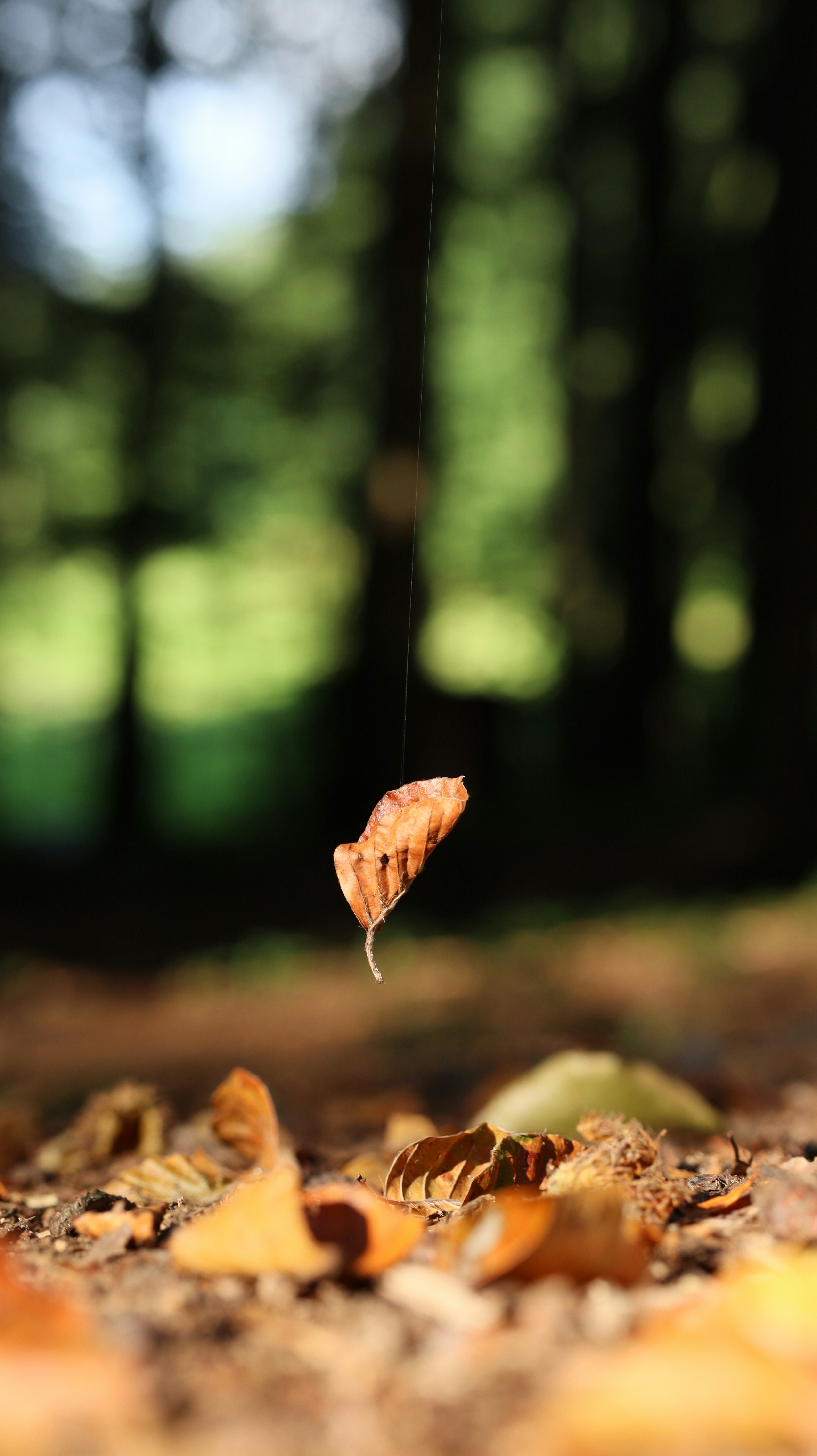 A dried leaf is suspended in the air.