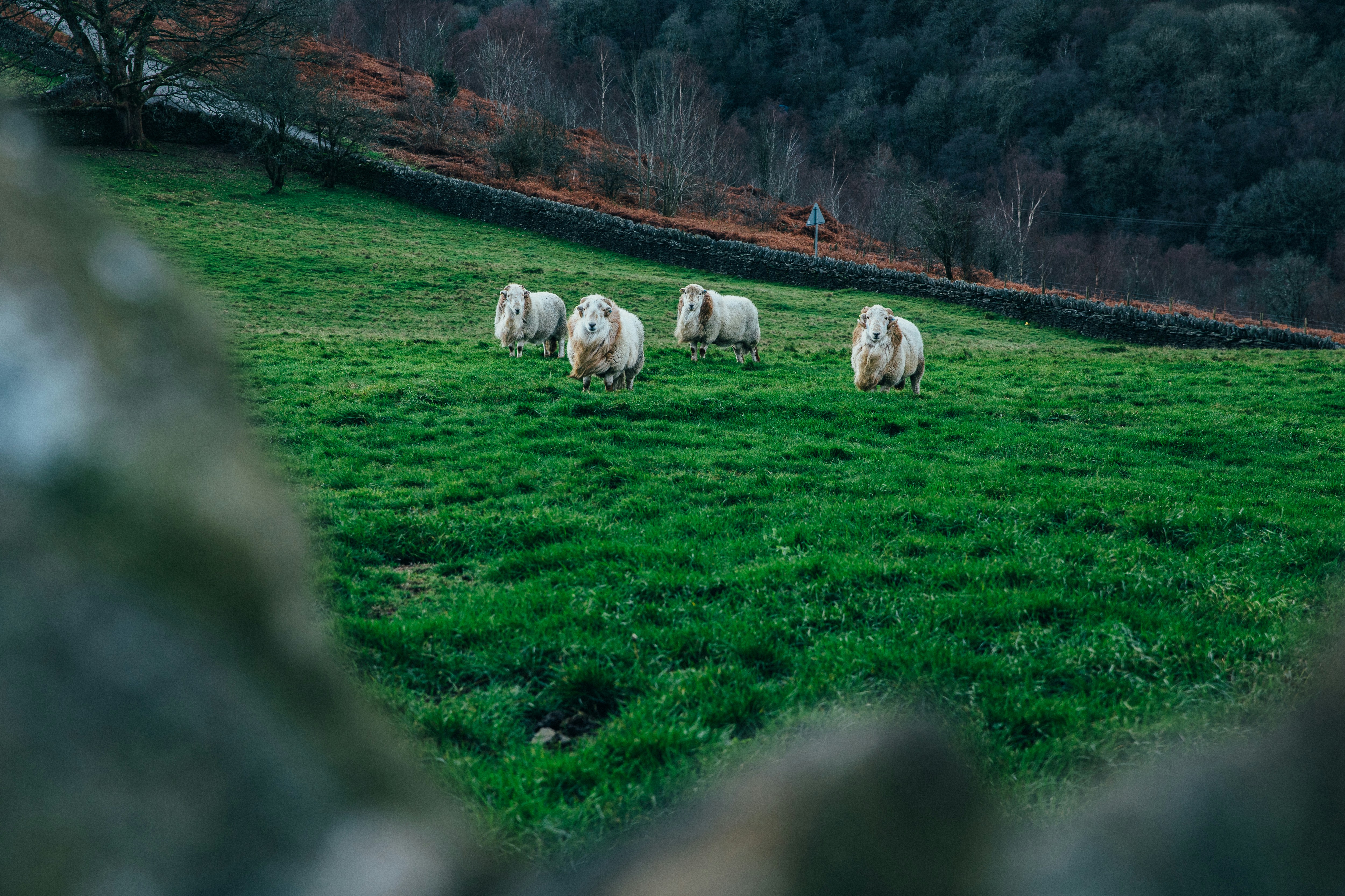 Ovelhas pastam pacificamente em um campo verde vibrante.