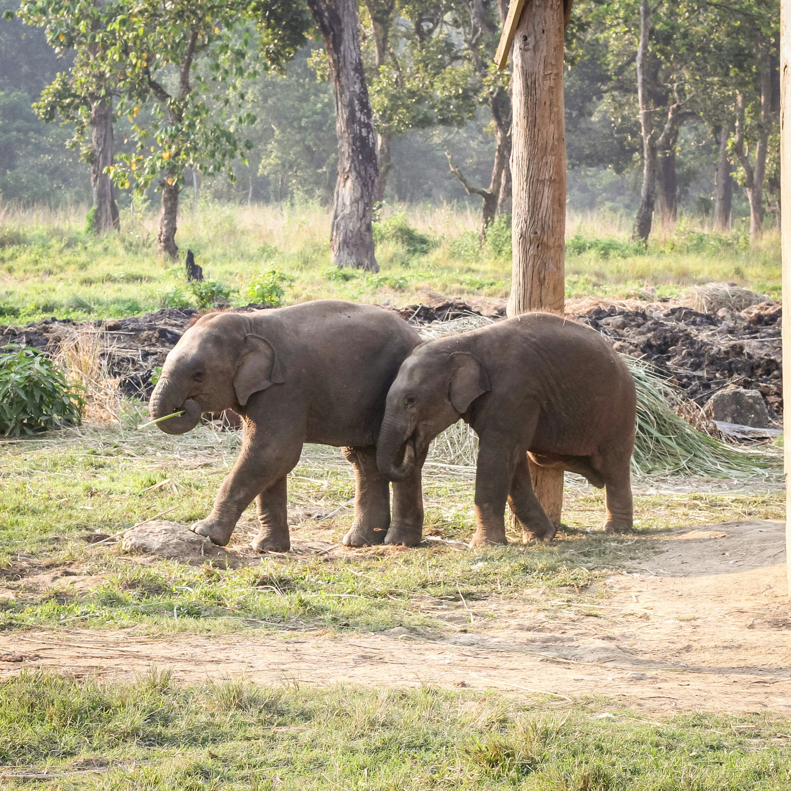 Two elephants walk side by side in the grass.