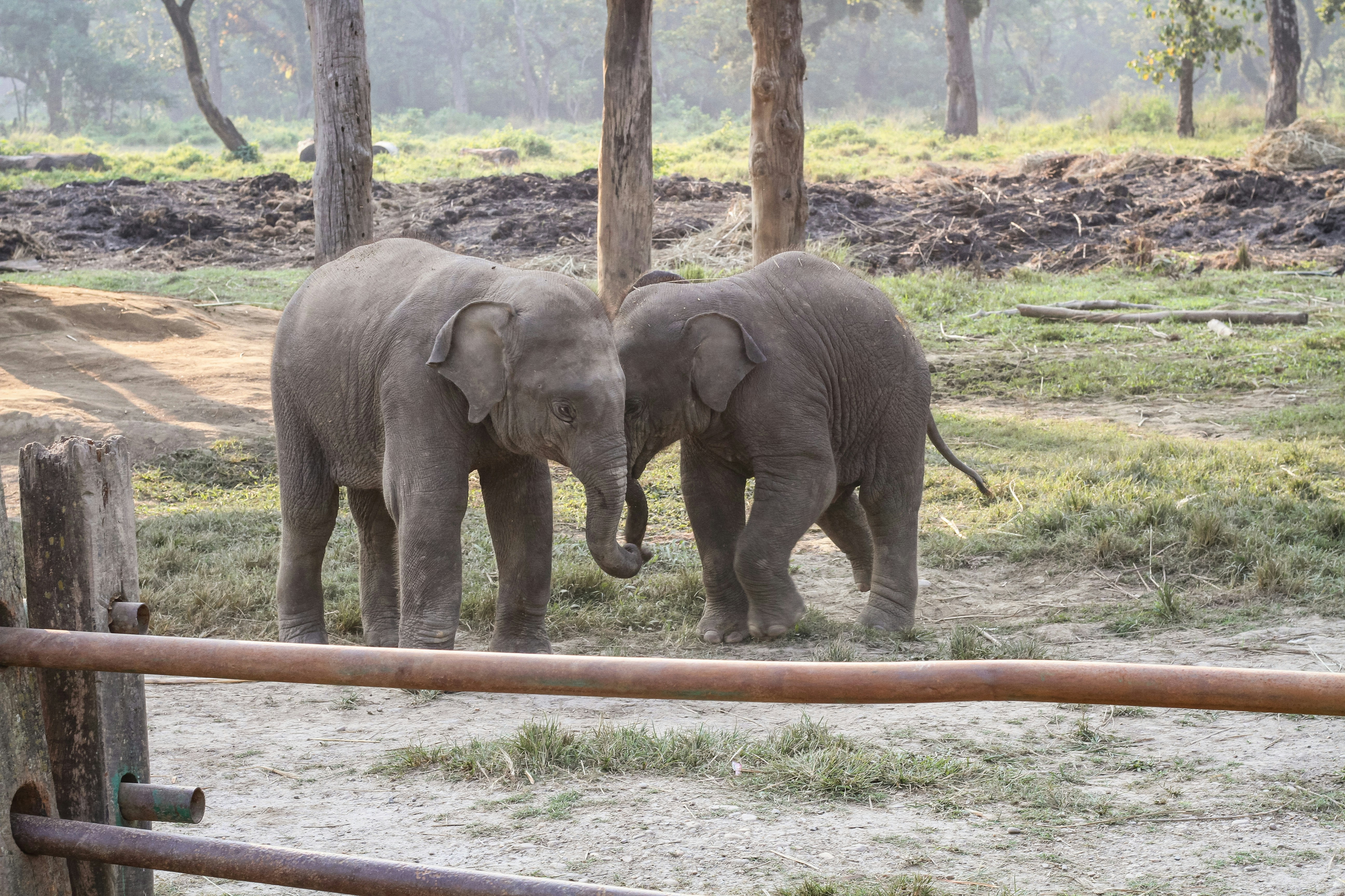 Two elephants stand close together in a field.