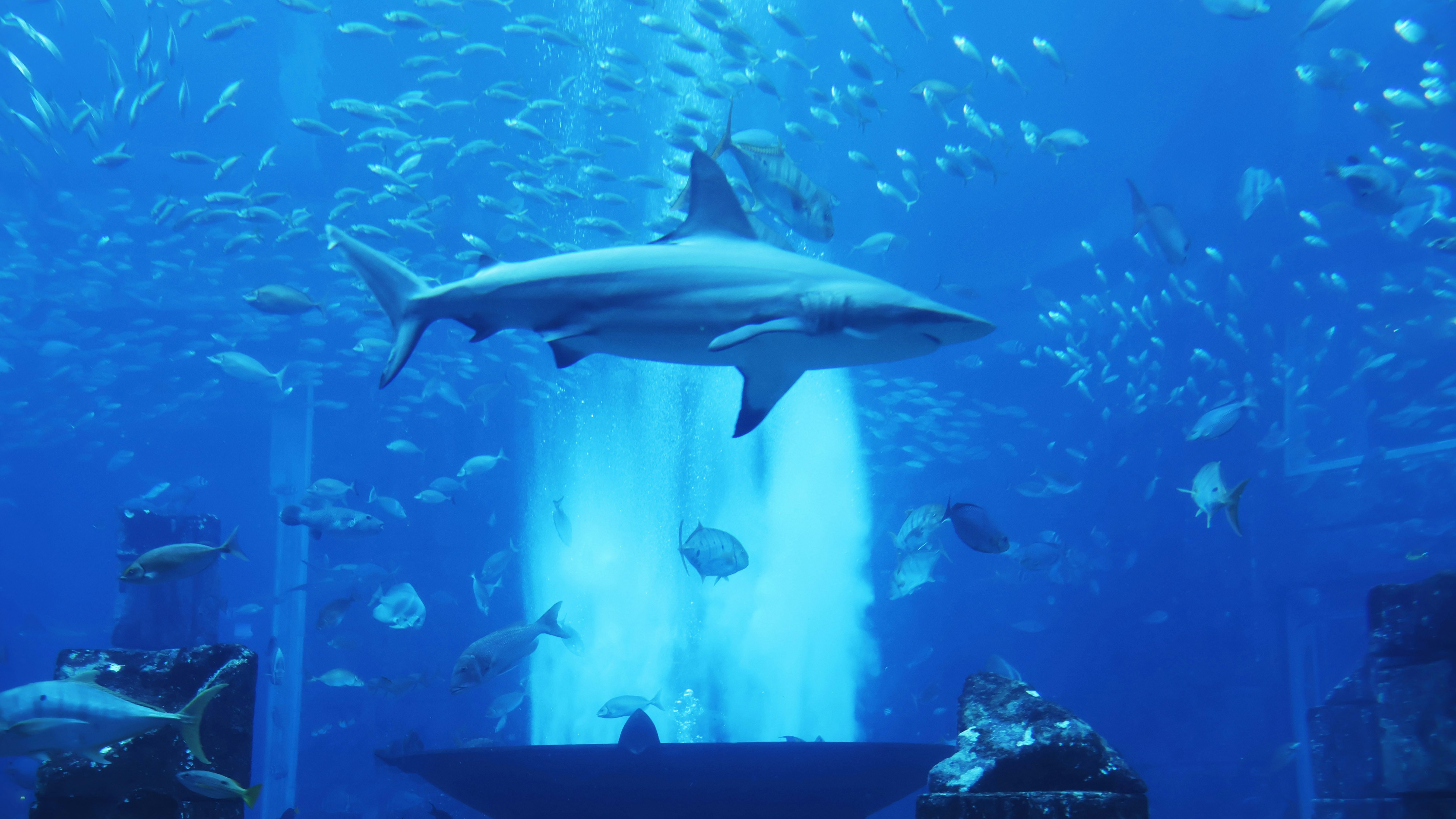 Photo by parichha_rashni