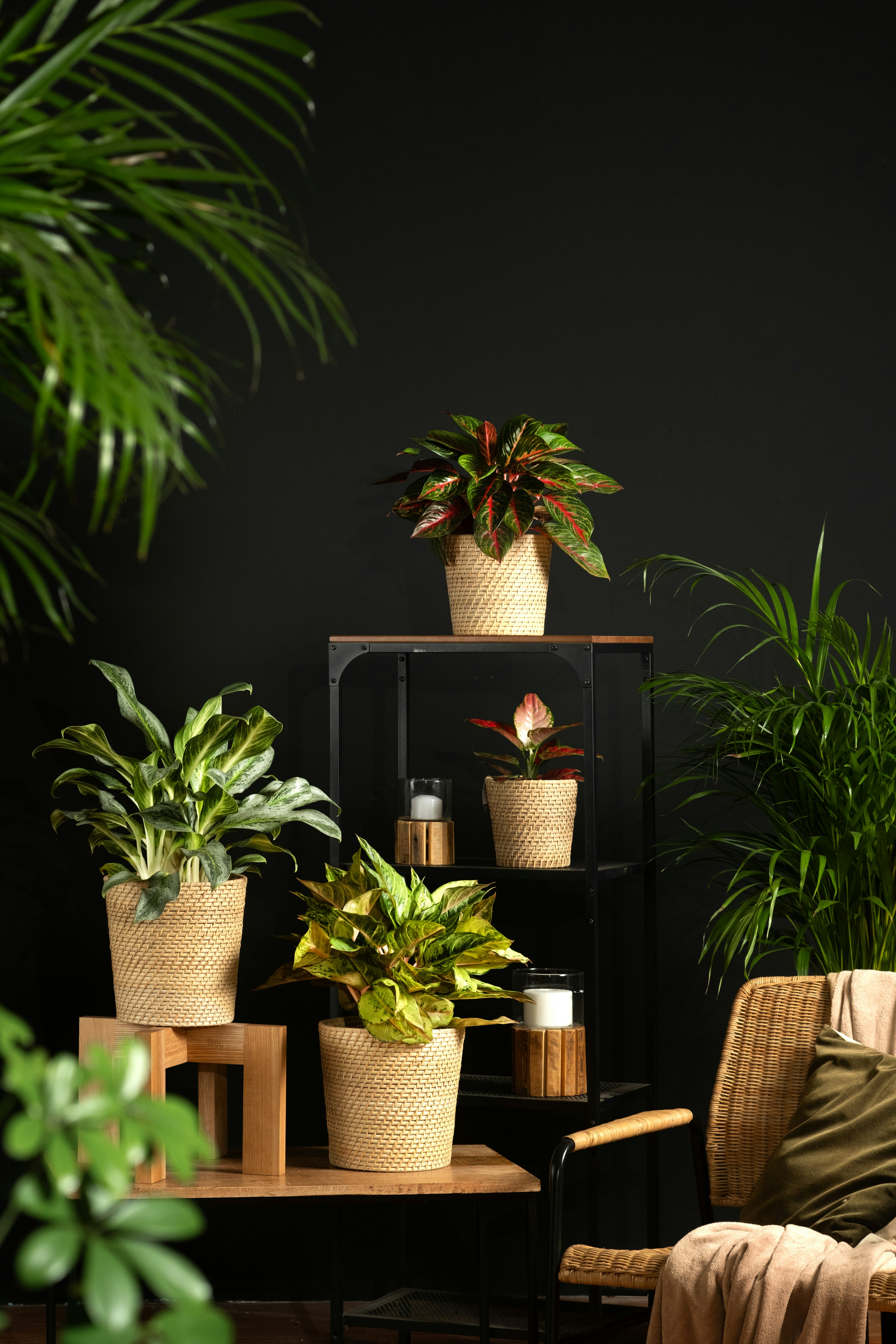 Photo by feeypflanzen