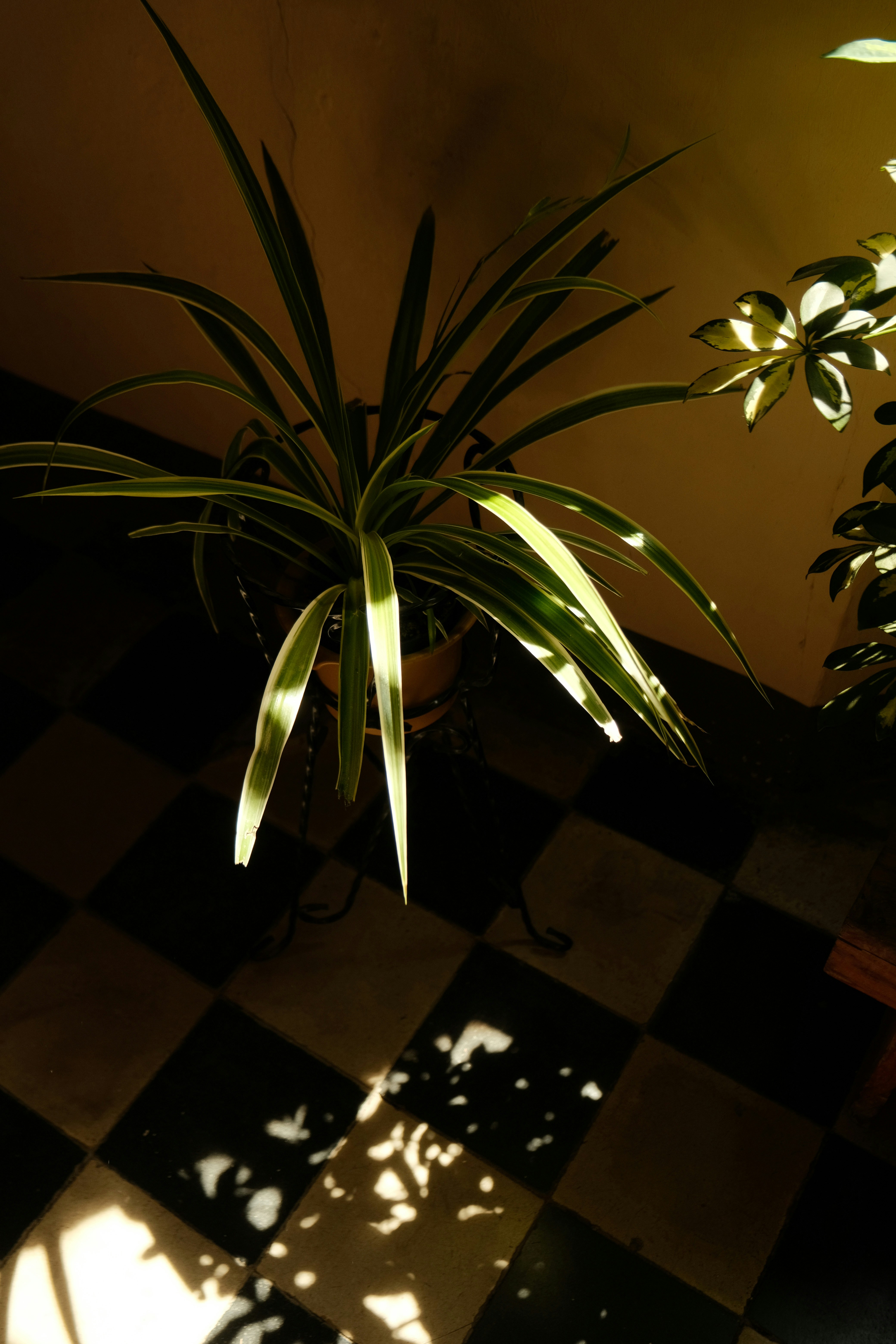 A plant basks in sunlight on checkered floors