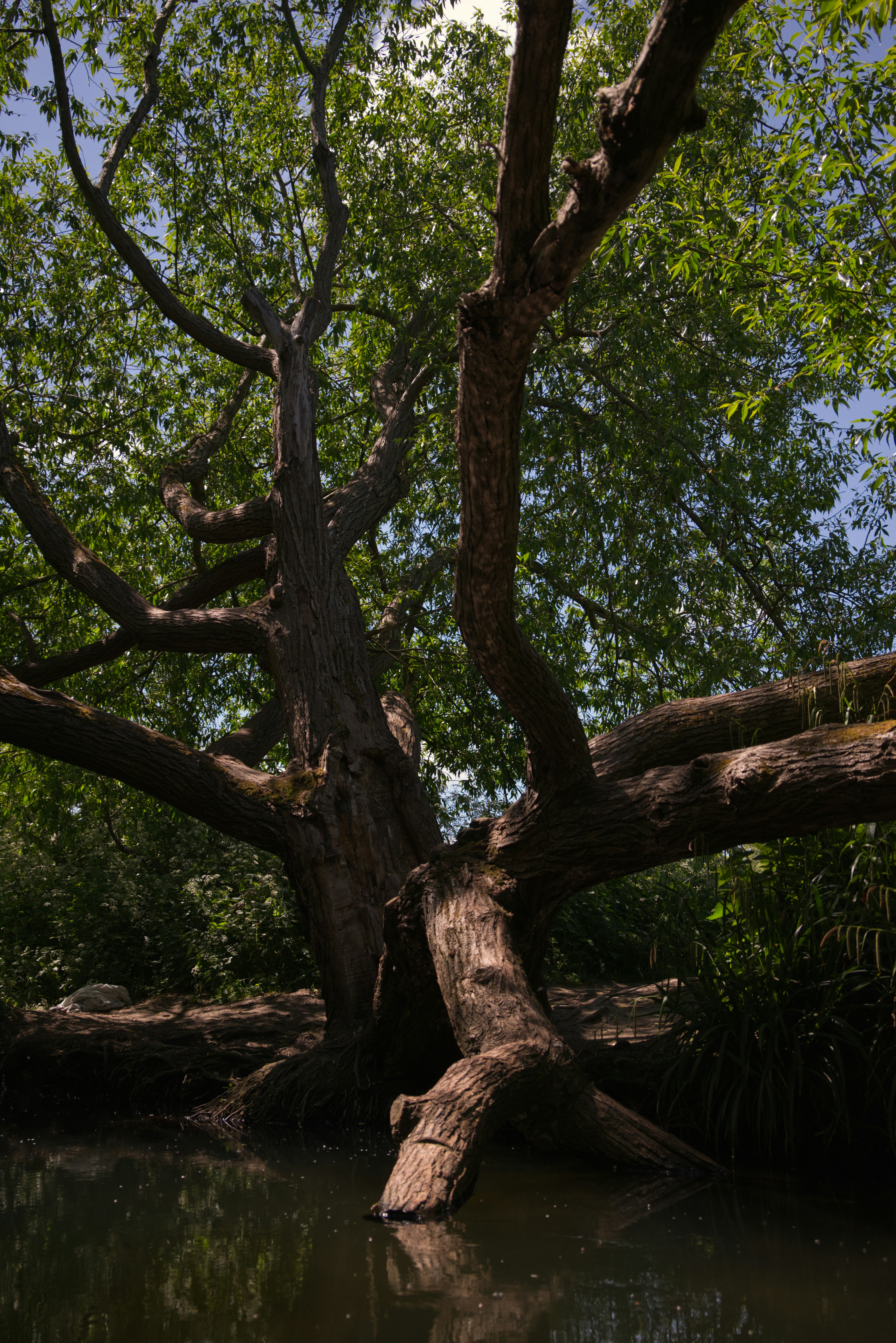Guru Ankam (@guru_ankam) | Unsplash Photo Community