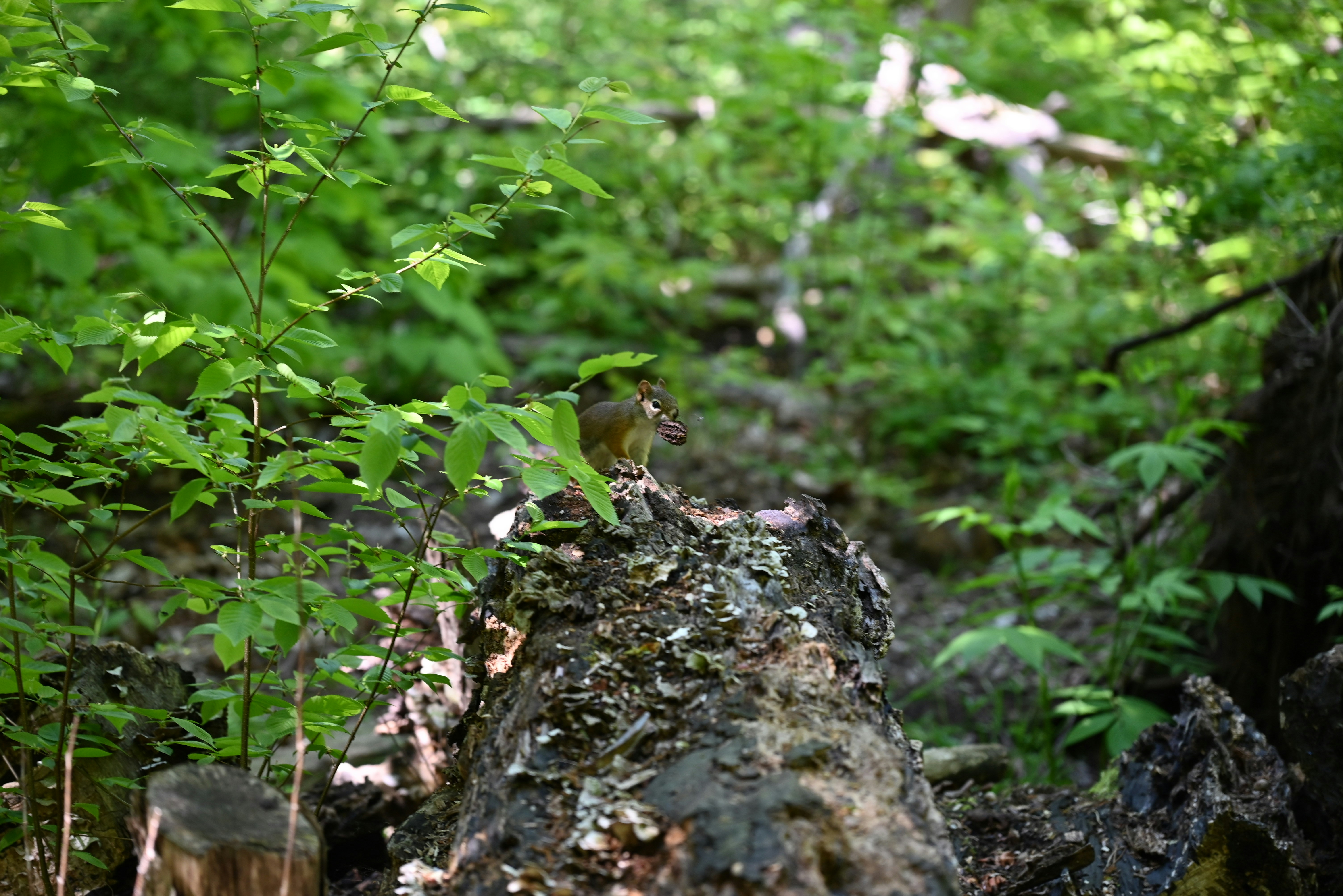 Bird perched on a tree stump amidst foliage.
