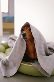 Dog is wrapped in a blanket, looking cozy.