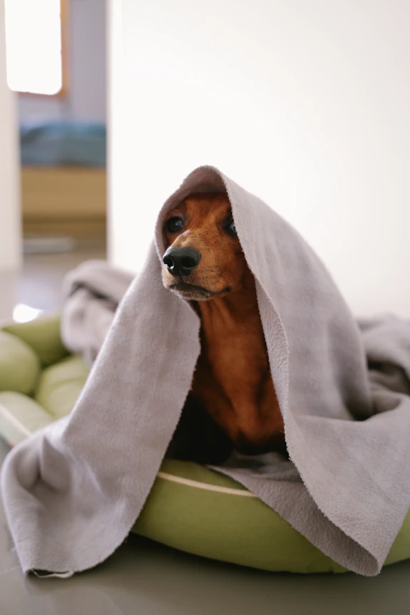 Dog is wrapped in a blanket, looking cozy.