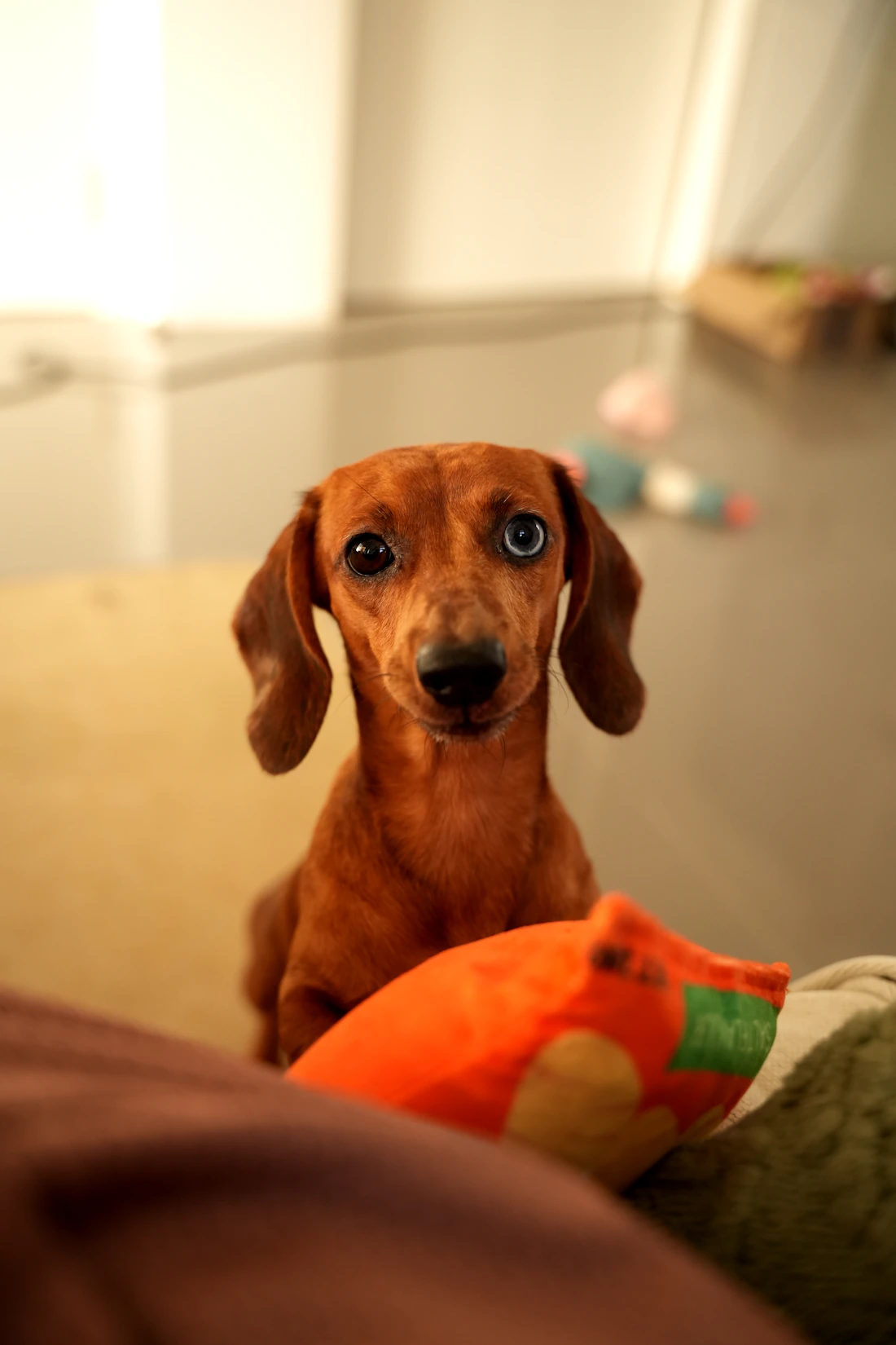Dachshund sitting indoors with a favorite toy