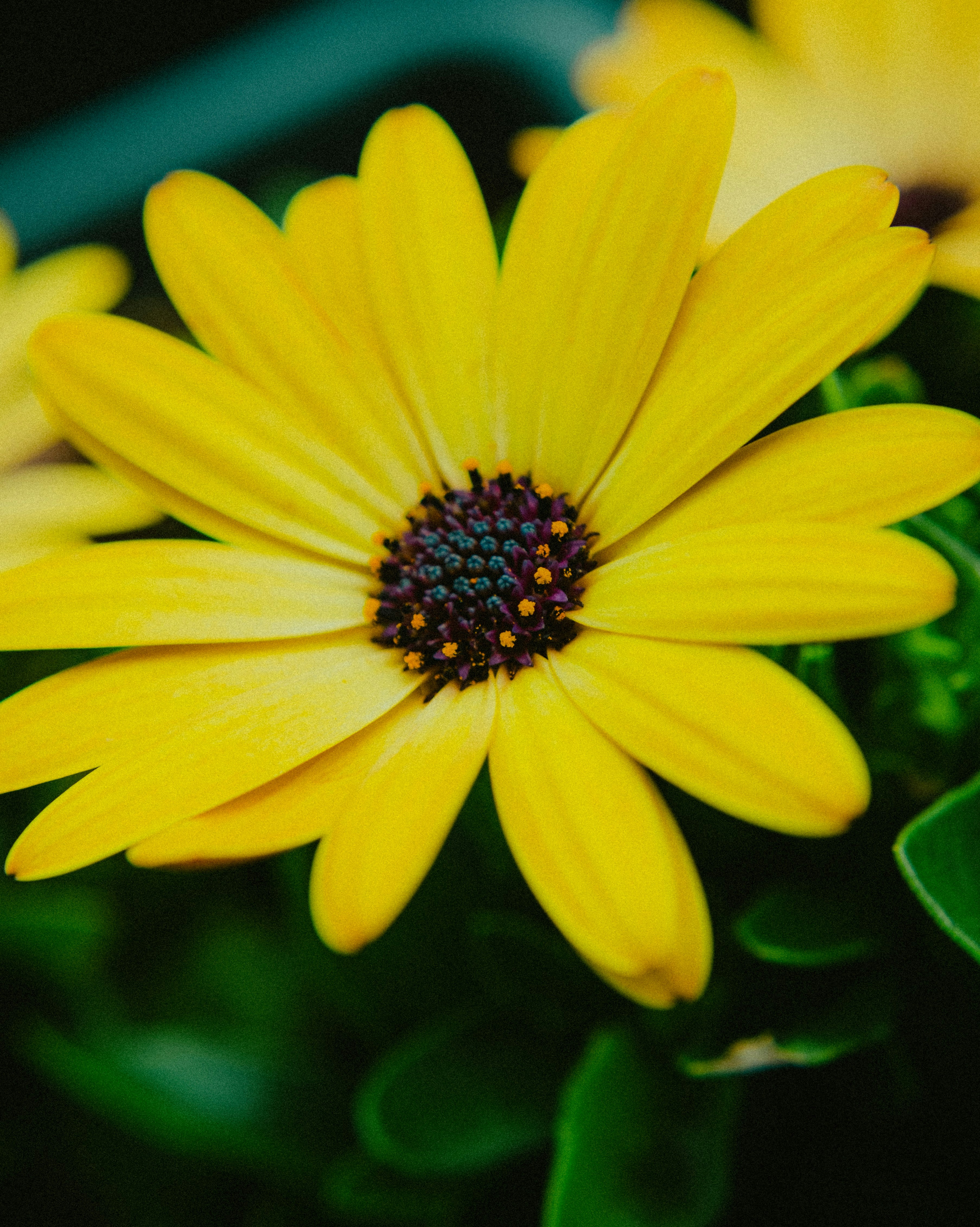 soft pastel floral wallpaper, wallpaper, Bridal Skincare: Your Pre-Wedding Skin Routine 4