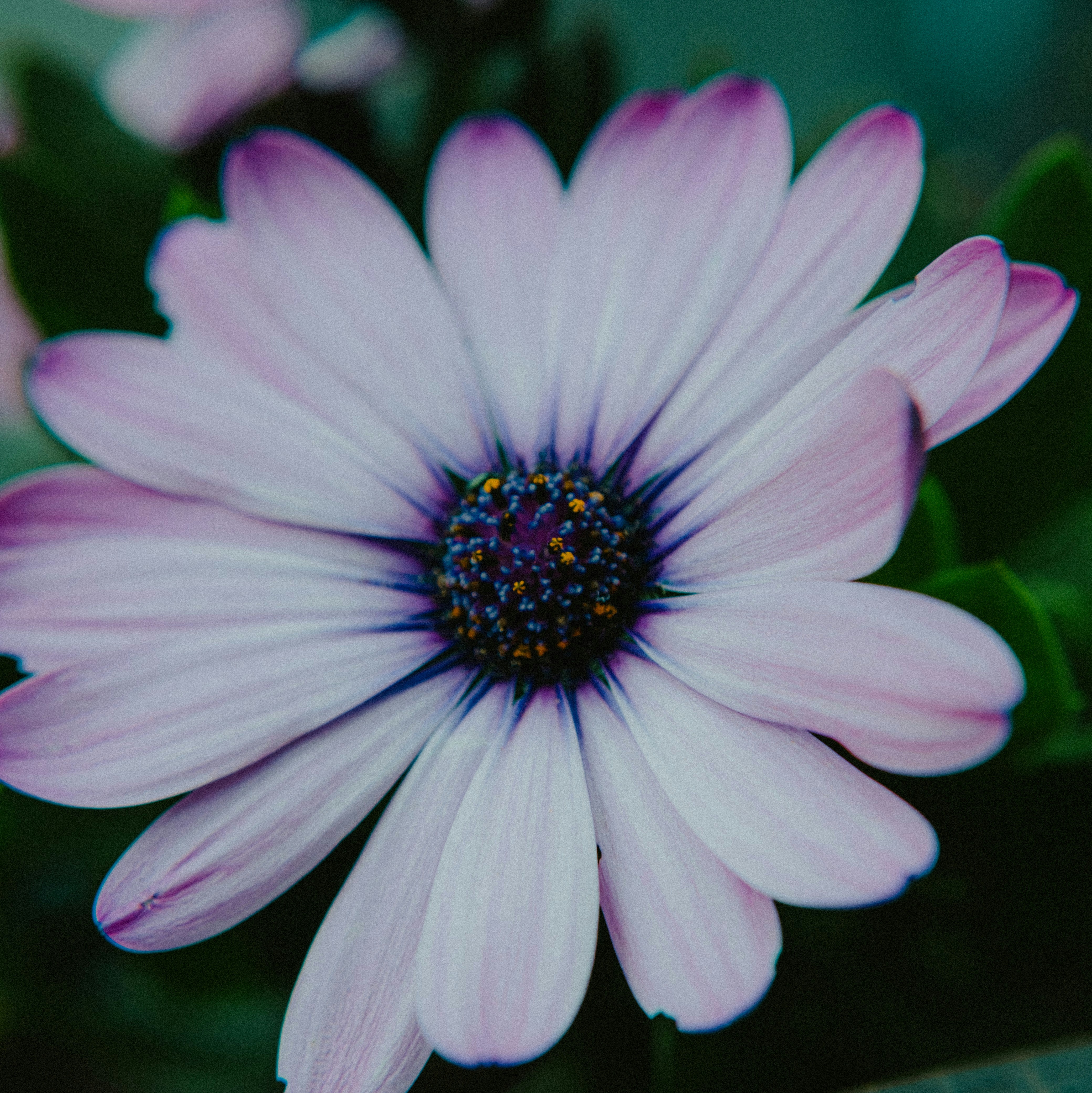 soft pastel floral wallpaper, wallpaper, Bridal Skincare: Your Pre-Wedding Skin Routine 3