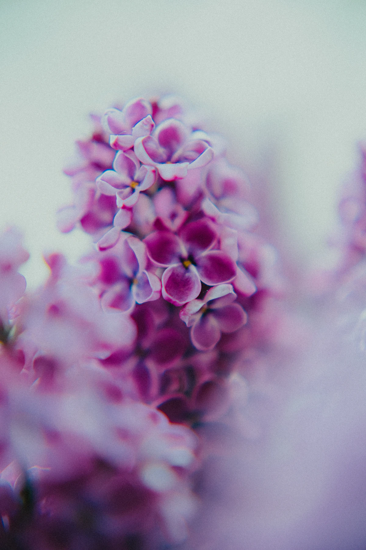 Soft lilac blossoms, in Joanna Creative Events' signature palette