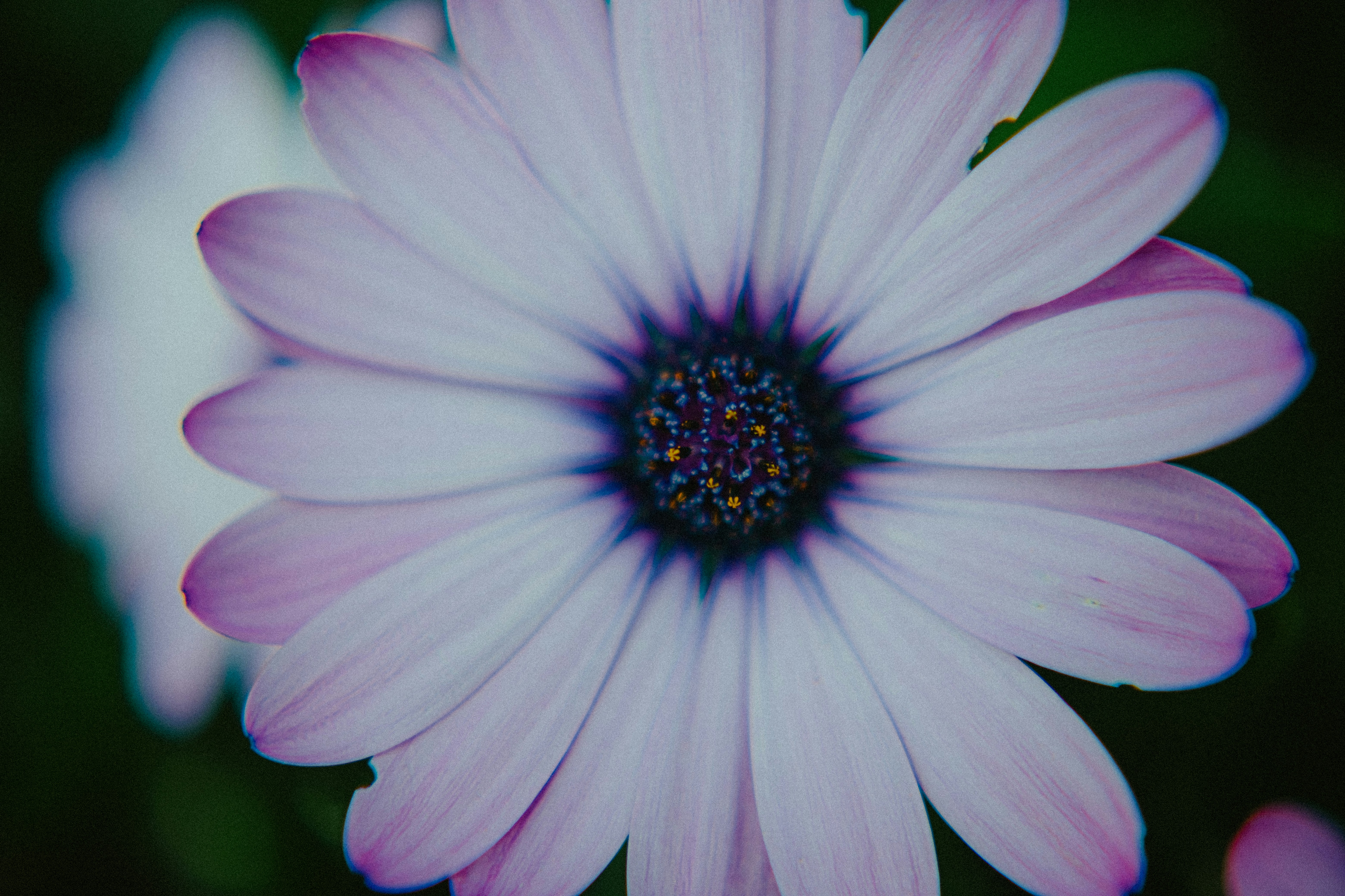 soft pastel floral wallpaper, wallpaper, Bridal Skincare: Your Pre-Wedding Skin Routine 5