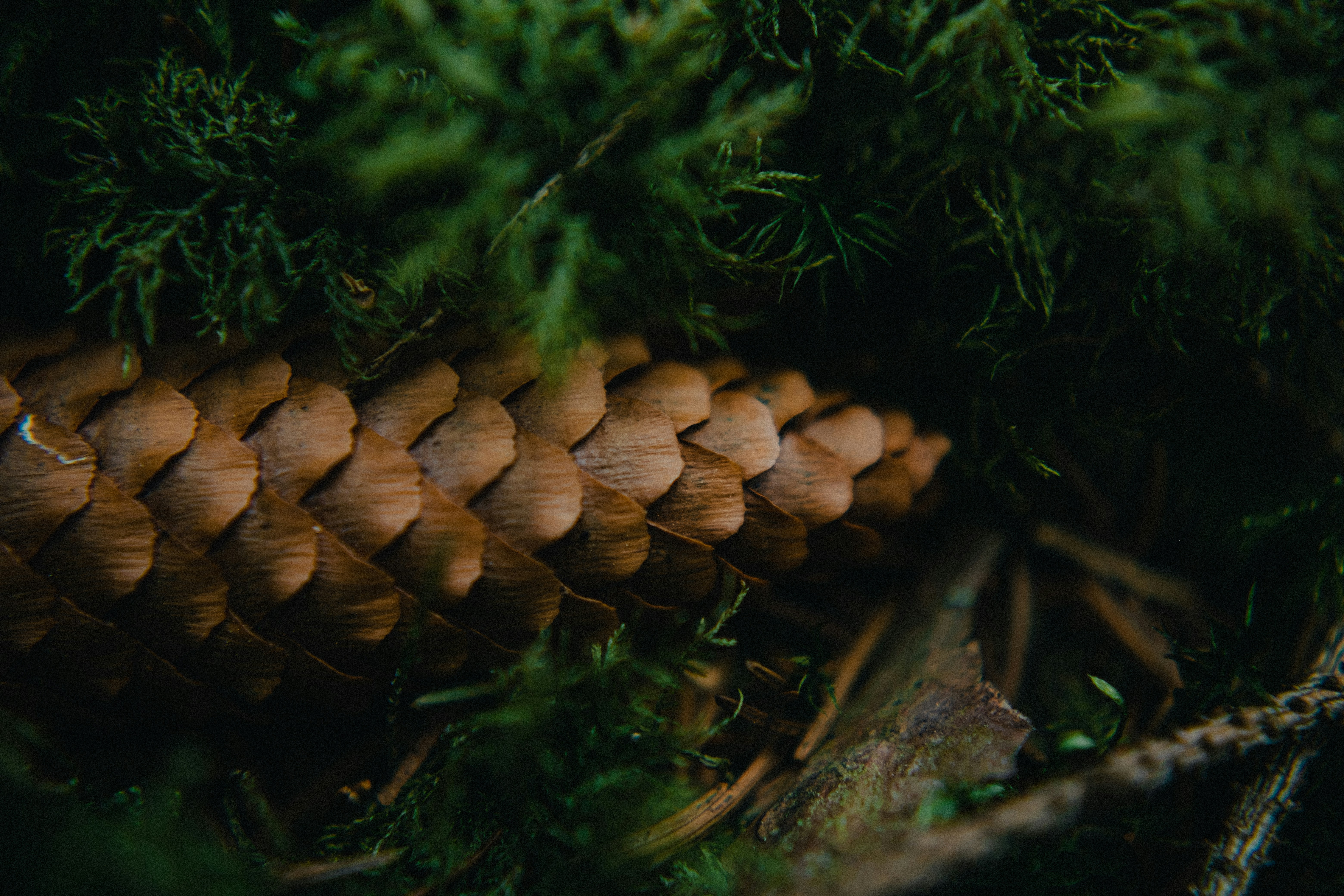 Fotomural A pinecone sits among greenery