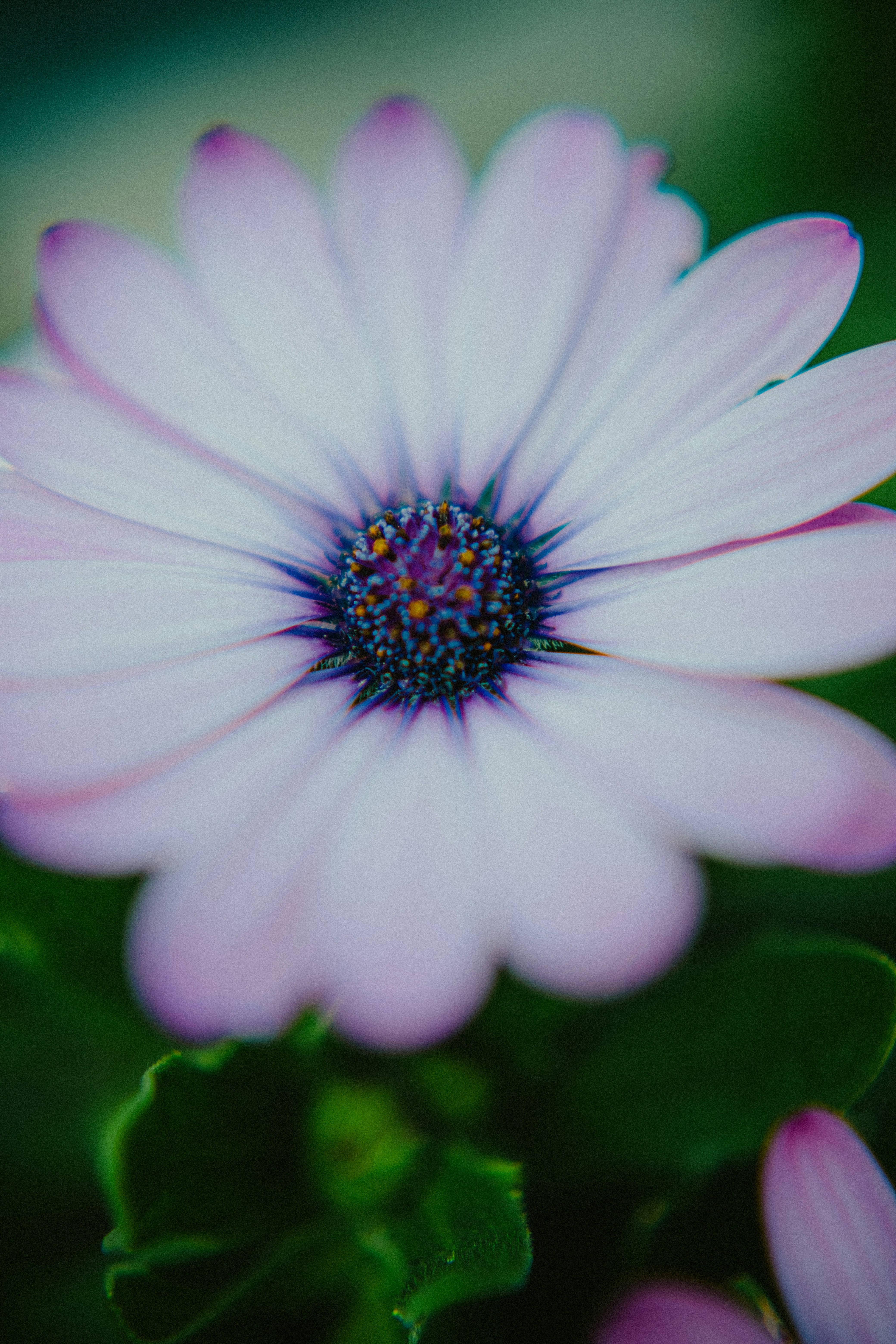 soft pastel floral wallpaper, wallpaper, Bridal Skincare: Your Pre-Wedding Skin Routine 6