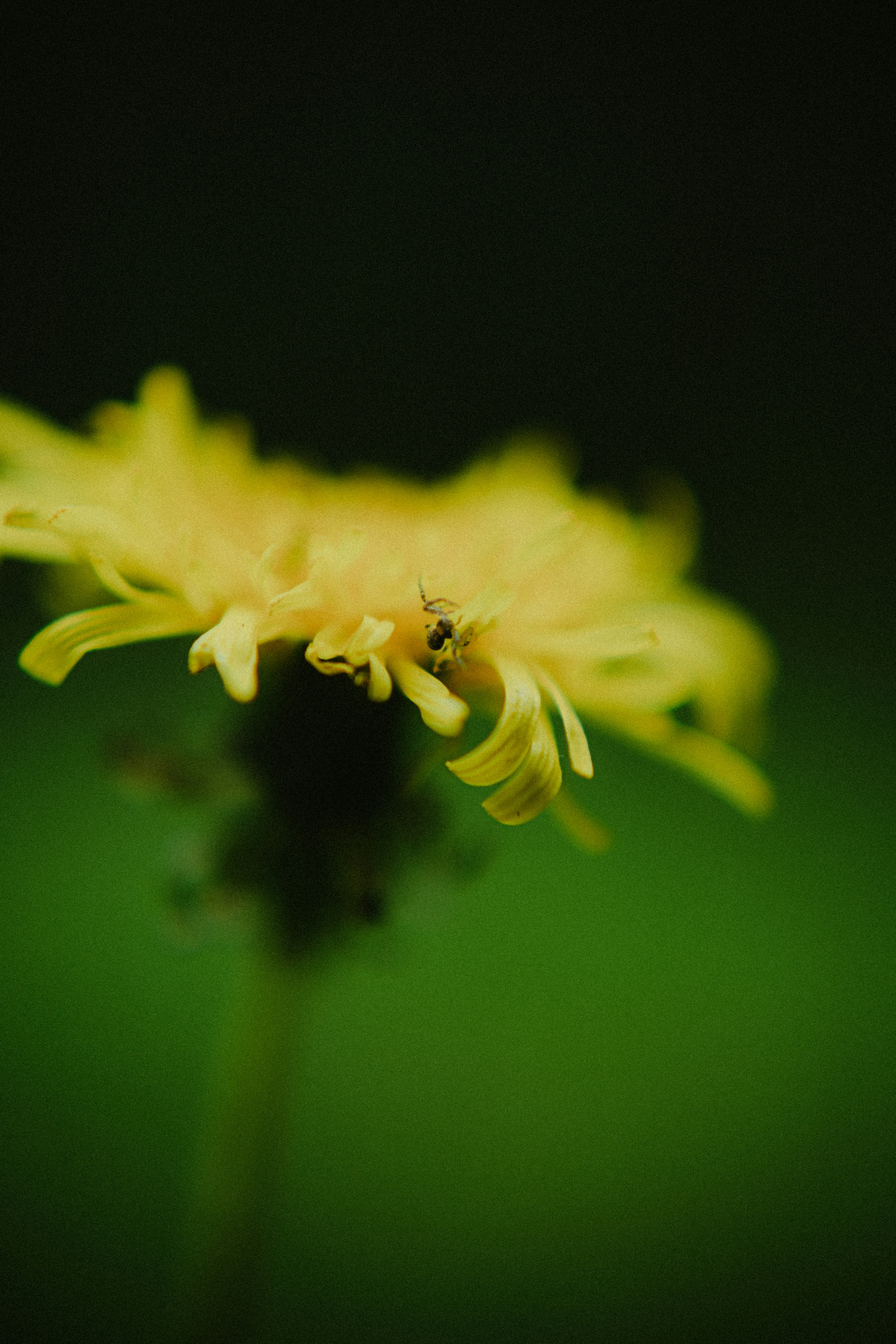 Photo by potokvarte