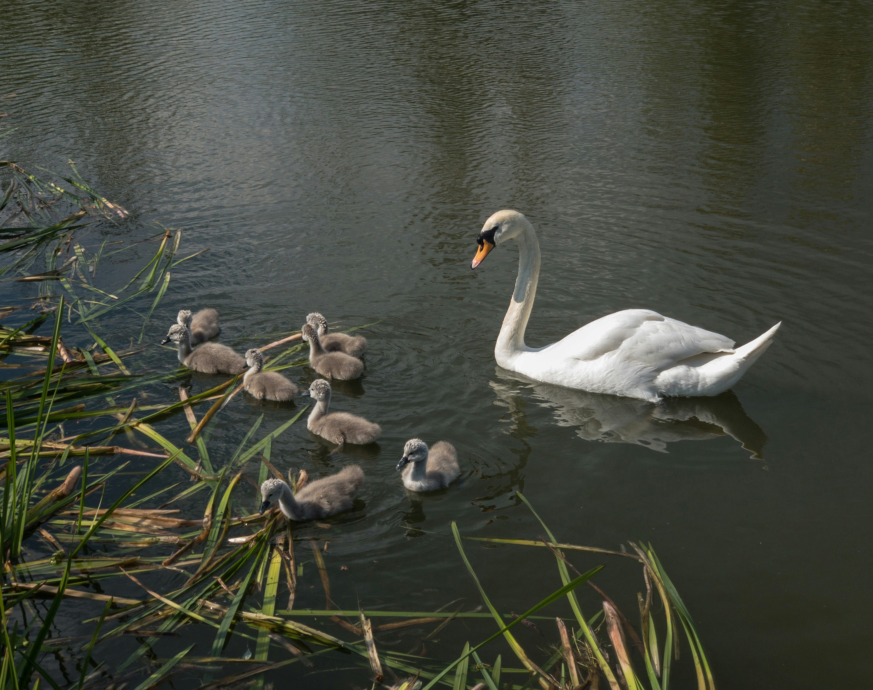 Cygnet River, South Australia
