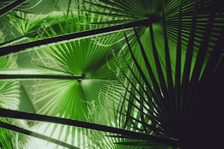 Palm fronds are lush and illuminated in green light.
