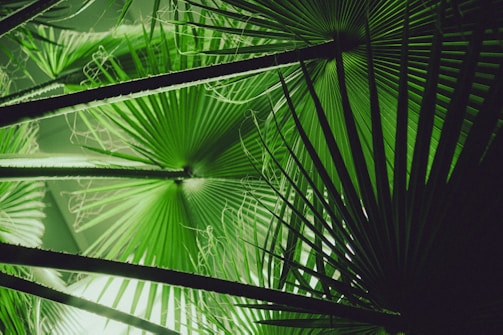 Palm fronds are lush and illuminated in green light.
