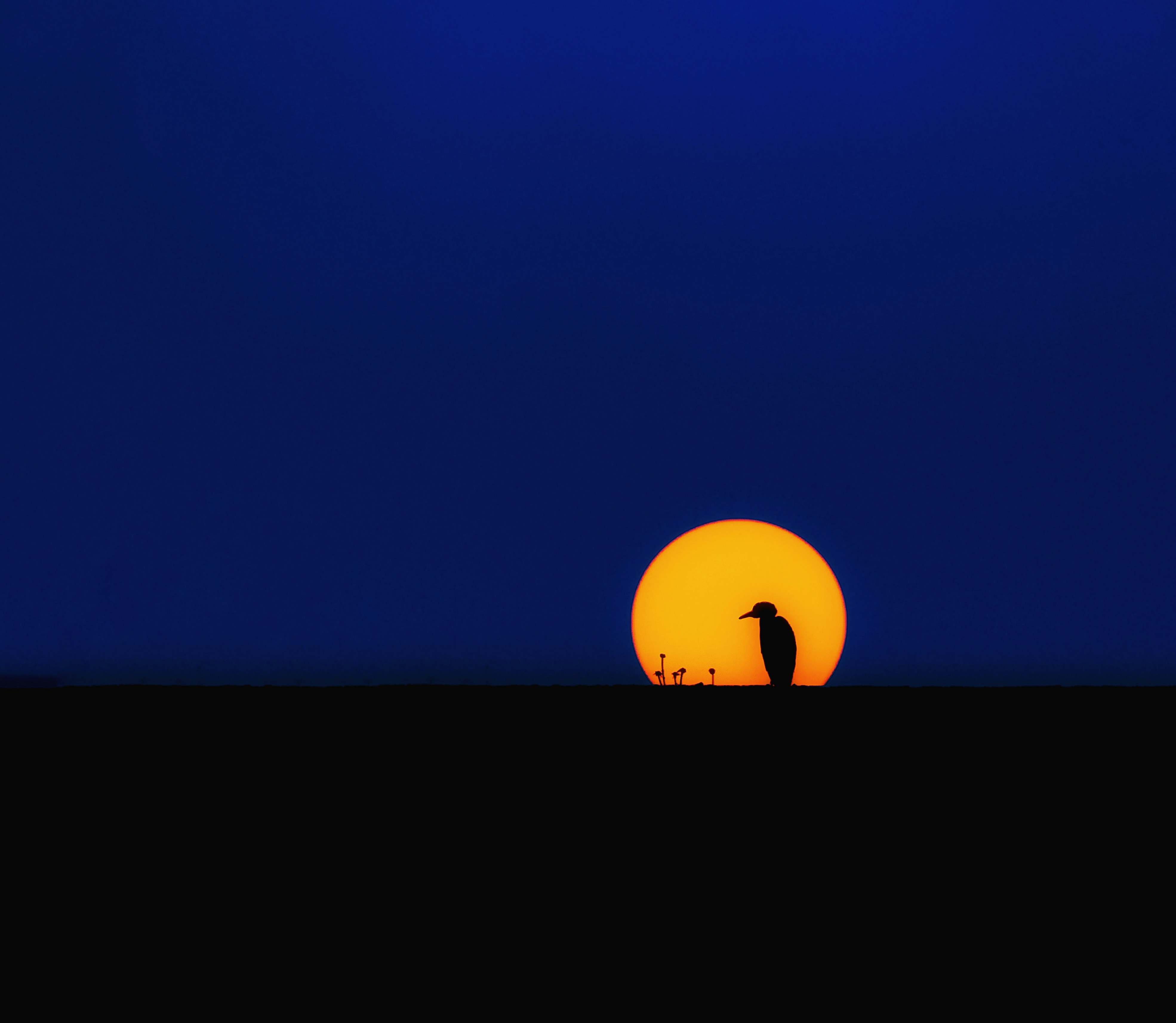 Bird silhouetted against a setting sun.