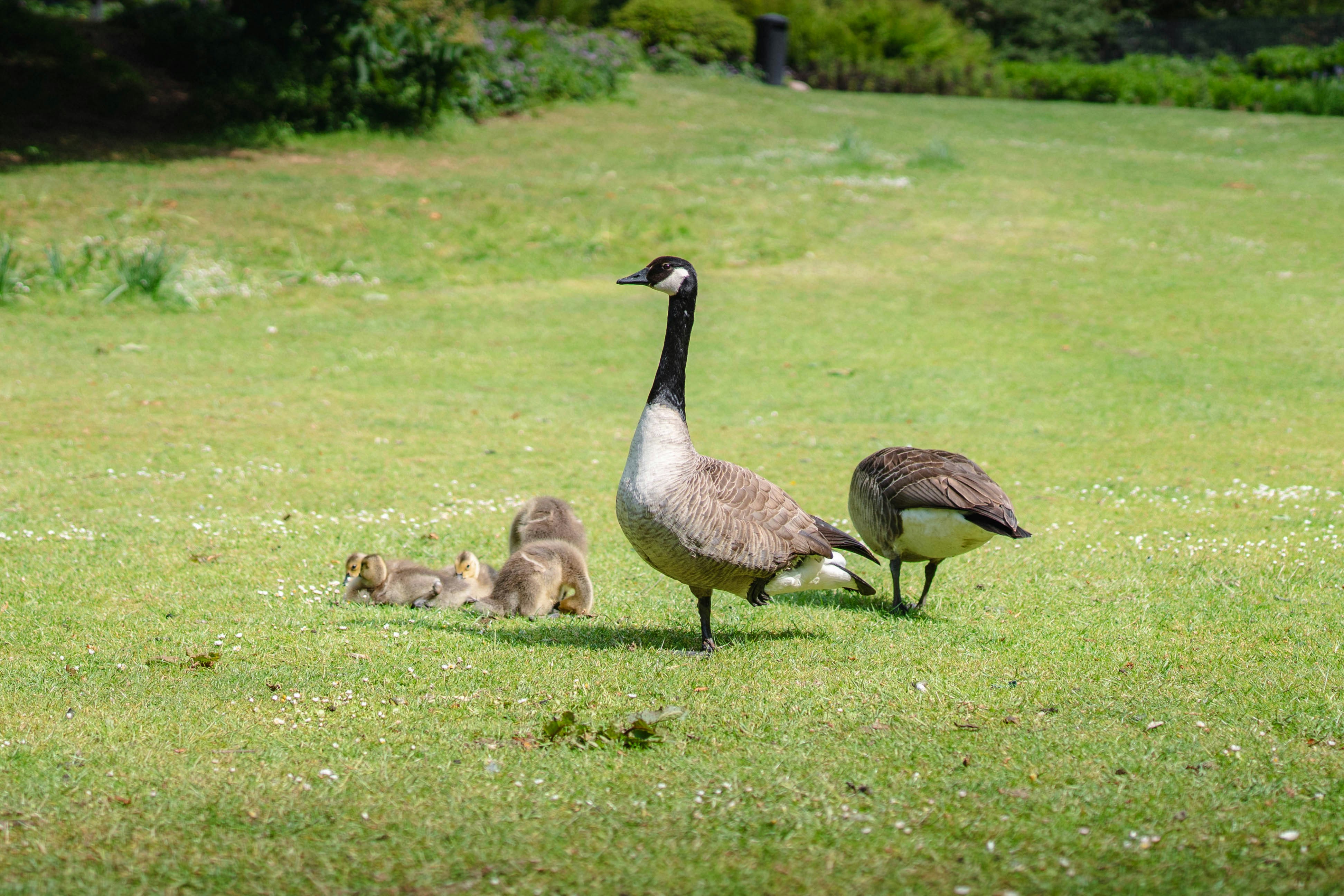 Geese and goslings are in a grassy field.