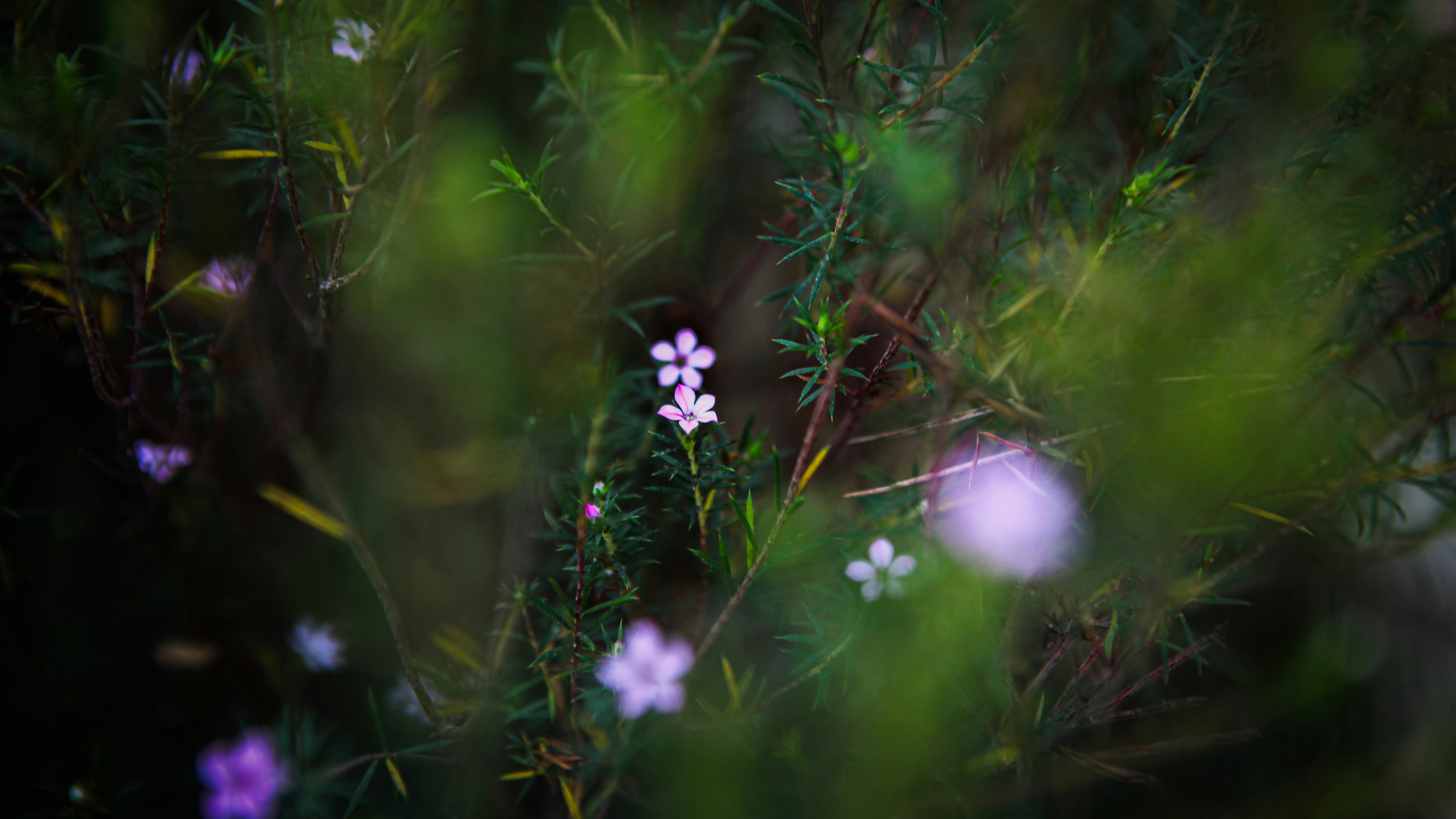 Photo by aurora_original